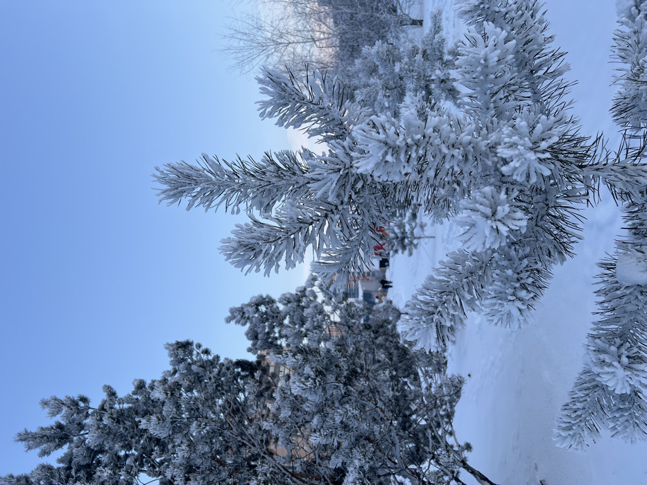 The image presents a detailed winter landscape in Krasnoyarsk, Russia. The foreground is dominated by a coniferous sapling, likely a pine, whose needles and branches are heavily encrusted with thick hoarfrost or rime ice, appearing entirely white. The ground surface is uniformly covered by a deep layer of pristine white snow. In the midground, numerous other coniferous trees, similarly coated in hoarfrost, recede into the distance. A clear, light blue sky with no visible clouds occupies the upper portion of the frame, indicating daylight. Further back, a snow-covered path or track is visible, on which two indistinct human figures are observed walking away from the viewer. Behind these figures and trees, urban multi-story buildings are partially discernible, with a distinct red element, possibly part of a sign or structure, visible on one of them. The overall scene depicts a very cold, clear winter day in an urban park or green space.