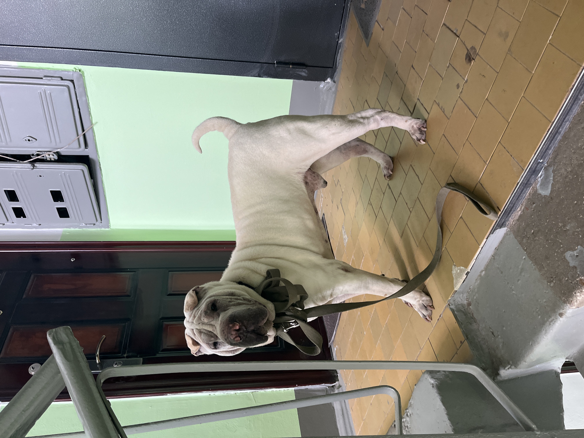 A light-colored, possibly white or very light tan, Shar Pei dog stands in an indoor hallway or stairwell, likely within an apartment building in Chaikovsky, Russia. The adult dog, with its characteristic wrinkled face, is wearing a dark, possibly olive green, collar with a matching leash. The leash hangs loosely from its neck, with part of it resting on the yellow-tan tiled floor near its front paws. The dog is looking directly at the camera with a neutral, calm expression.
The setting features light green painted walls. On the left, two gray metal utility or electrical boxes are mounted, with one showing exposed wires. Below these boxes, a dark brown wooden door with paneling is visible. The floor is composed of yellow or tan square tiles laid in a diagonal pattern. In the foreground, parts of a gray railing and concrete stairs are visible, suggesting the photo was taken from a higher vantage point looking down. A dark wall or door frame is present in the background to the right. The lighting indicates an indoor environment, likely illuminated by artificial light. No visible text is present in the image.