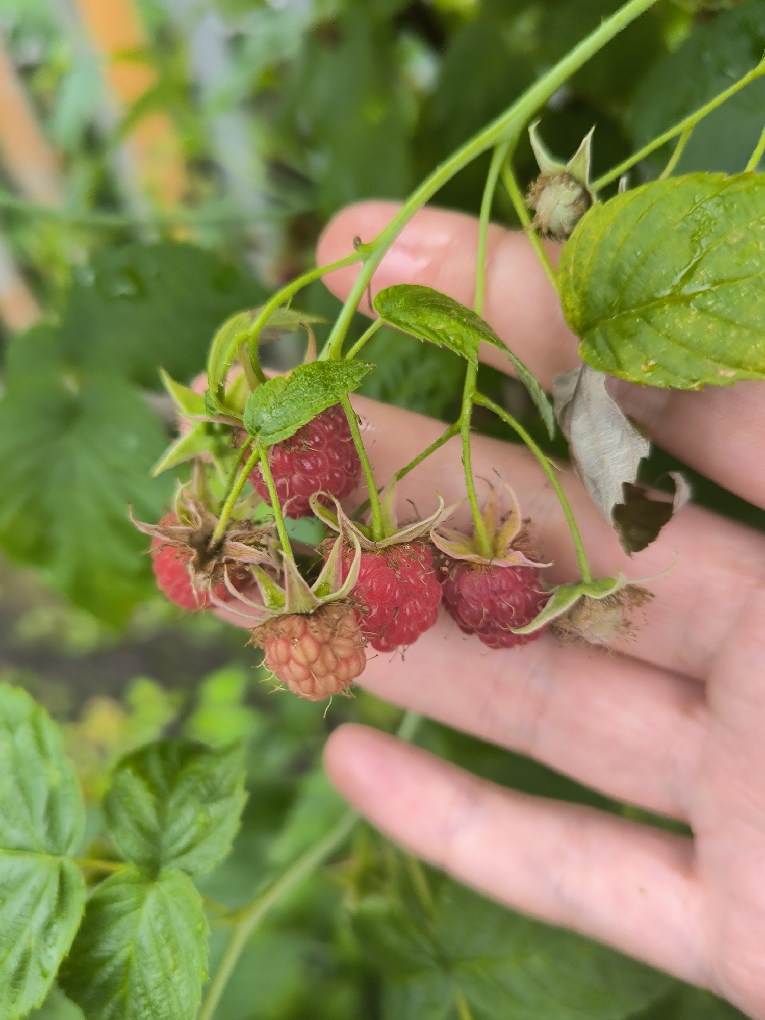 In Maiskii, Russia, a hand gently holds a cluster of raspberries on a branch. The raspberries, in various stages of ripeness, range from a pale pink to a deep red. Some are plump and round, while others are slightly shriveled. The hand is pale with visible veins, its fingers delicately supporting the fruit. Green leaves, some speckled with water droplets, surround the berries and branch. The background is softly blurred, showing more foliage and a hint of yellow-orange indistinct objects. The overall scene evokes a close-up view of a garden or farm, emphasizing the natural beauty of the ripening fruit.