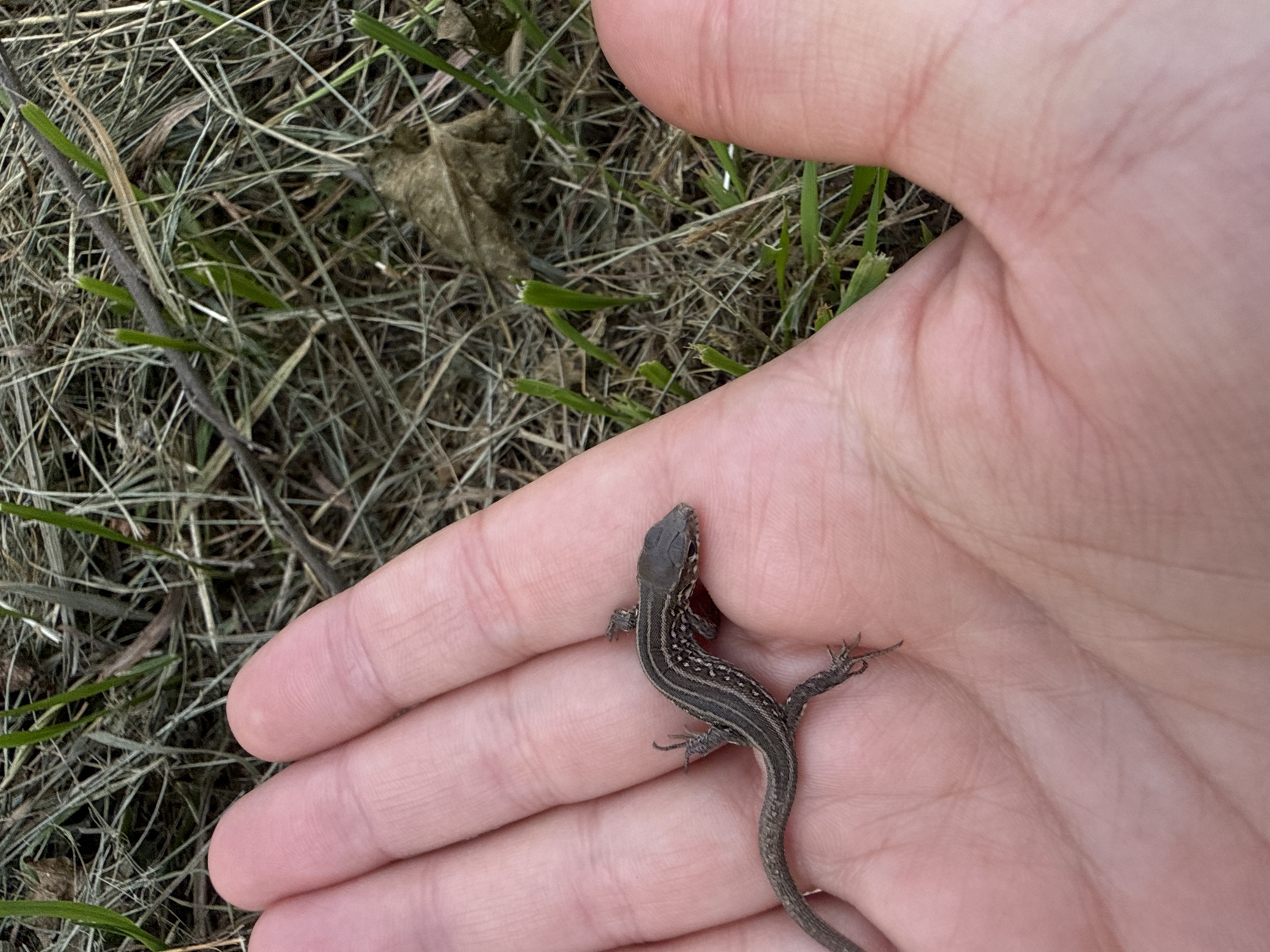 A small, brown lizard with dark stripes lies on a person's open palm. The lizard's body is elongated, and its legs are tucked underneath. The palm is light-skinned and appears to be part of a person's hand. The background is out of focus, showing dry grass and some green sprouts, suggesting an outdoor environment. The image was taken in Chaikovsky, Russia, at ground level, likely in a park or natural area.