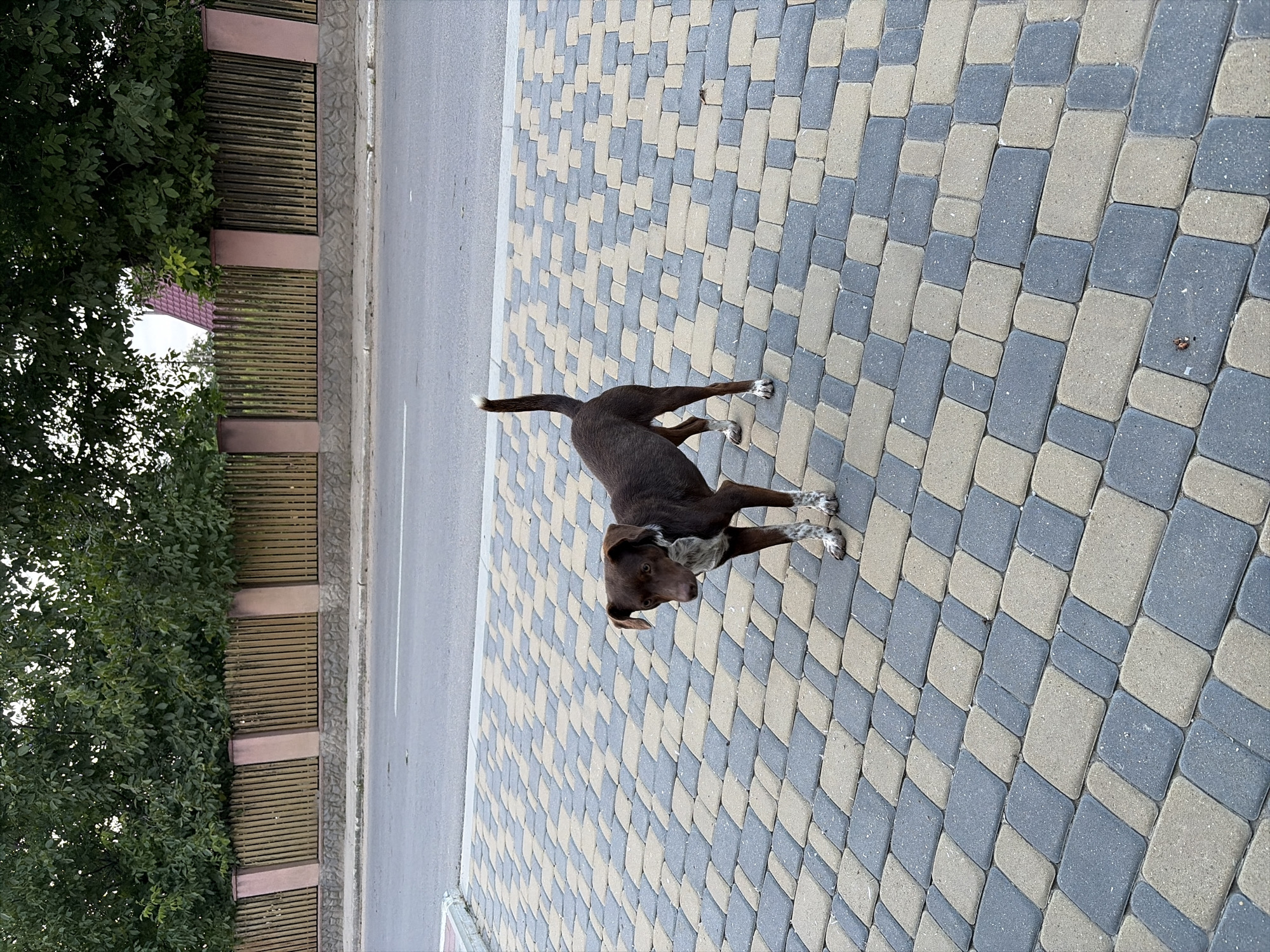 A medium-sized brown dog stands on a patterned brick sidewalk. The dog is facing left and looking down with its ears perked. It has white markings on its paws and chest. Behind the dog is a grey asphalt road, a stone-and-wood fence, and trees. The scene appears to be in a suburban or rural area. This location is the city of Oxentea, Moldova.