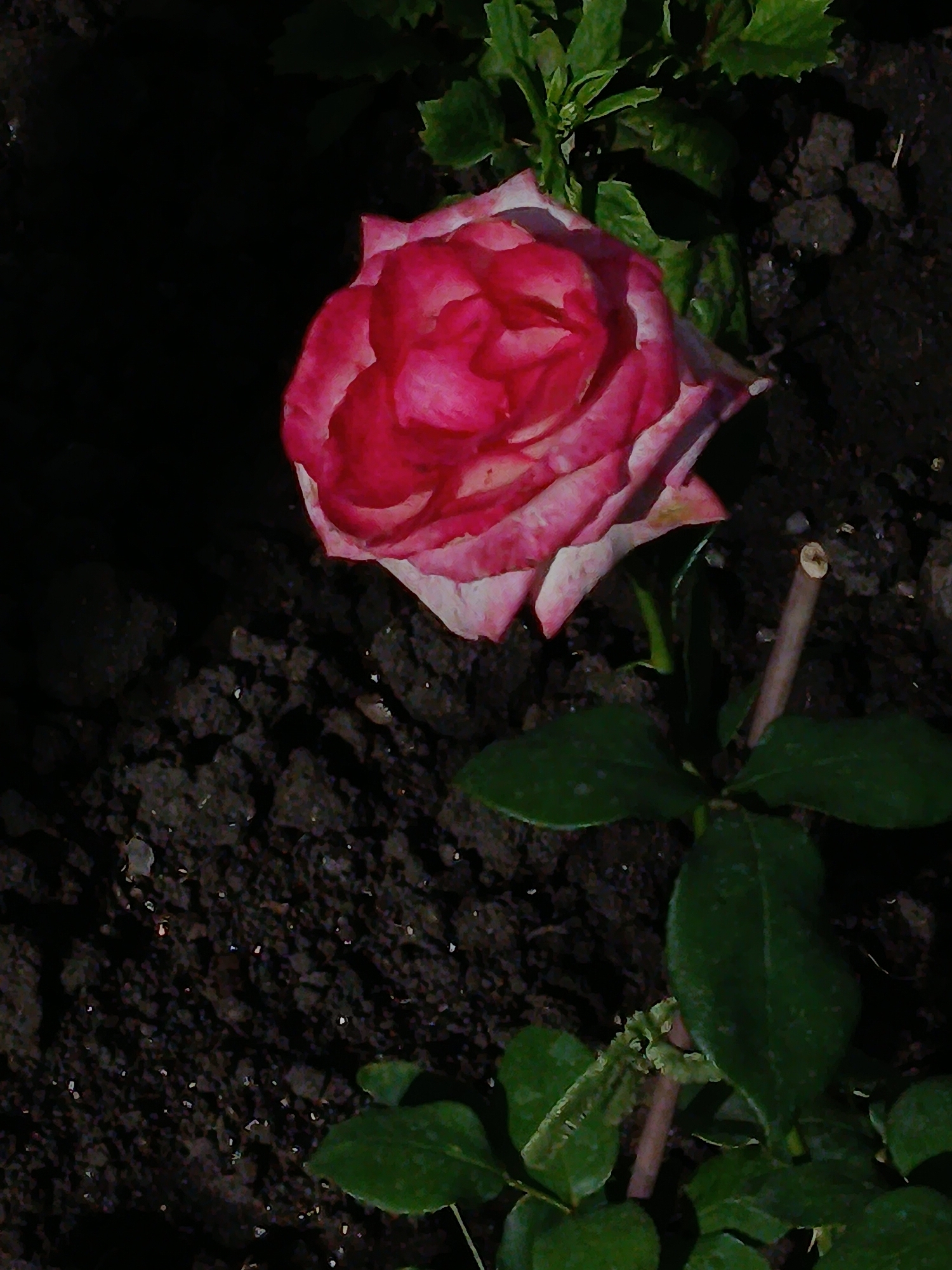 An overhead shot focuses on a pink and white rose bloom nestled amongst dark soil and green foliage. The rose, with its many layered petals, is prominently positioned in the upper center of the frame. To the lower right, a thin, light brown stem rises from the soil, supporting several dark green leaves. The background is predominantly black, suggesting the image was taken in low light conditions or that the rose and its immediate surroundings are the only illuminated subjects. The soil appears clumpy and dark, with occasional small, reflective flecks, possibly pebbles or dew. There is no indication of the specific location within Saratov, Russia, or any people present in the image.