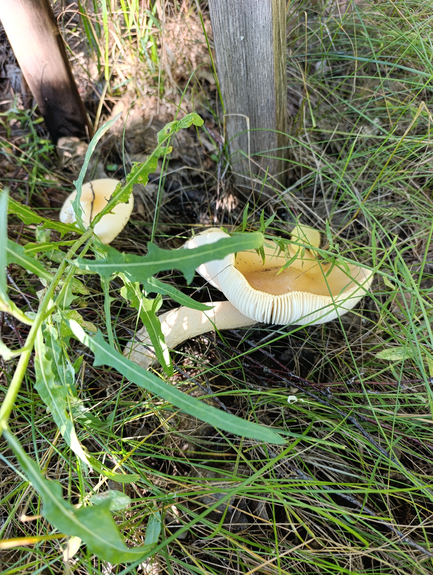 In Dimitrovskii, Russia, a close-up, eye-level shot reveals several mushrooms growing amongst tall green grass and dry leaves. A wooden post stands to the right of the frame, partially obscured by the vegetation. The mushrooms have pale, yellowish caps and white, gilled undersides. Green leaves with jagged edges are in the foreground, some partially covering the mushrooms. The scene appears to be a natural outdoor setting with dappled sunlight.