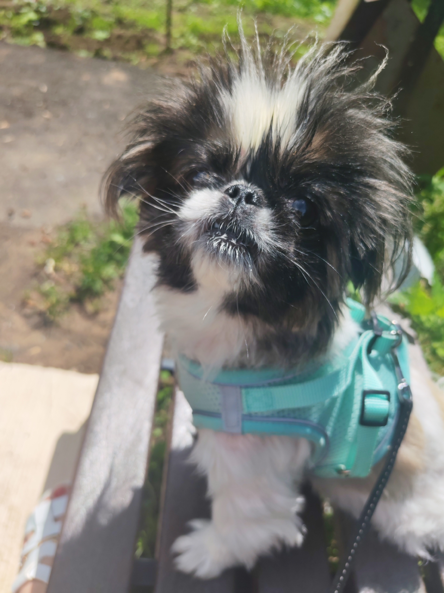 A medium shot shows a black and white Pekingese dog with shaggy fur and a blonde streak on its head, sitting on a wooden bench outdoors. The dog is wearing a light blue harness and is looking up towards the camera. In the background, out of focus, are green foliage and a wooden structure. The ground appears to be a dirt path. There is no indication of the city of Izhevsk, Russia, in the image.