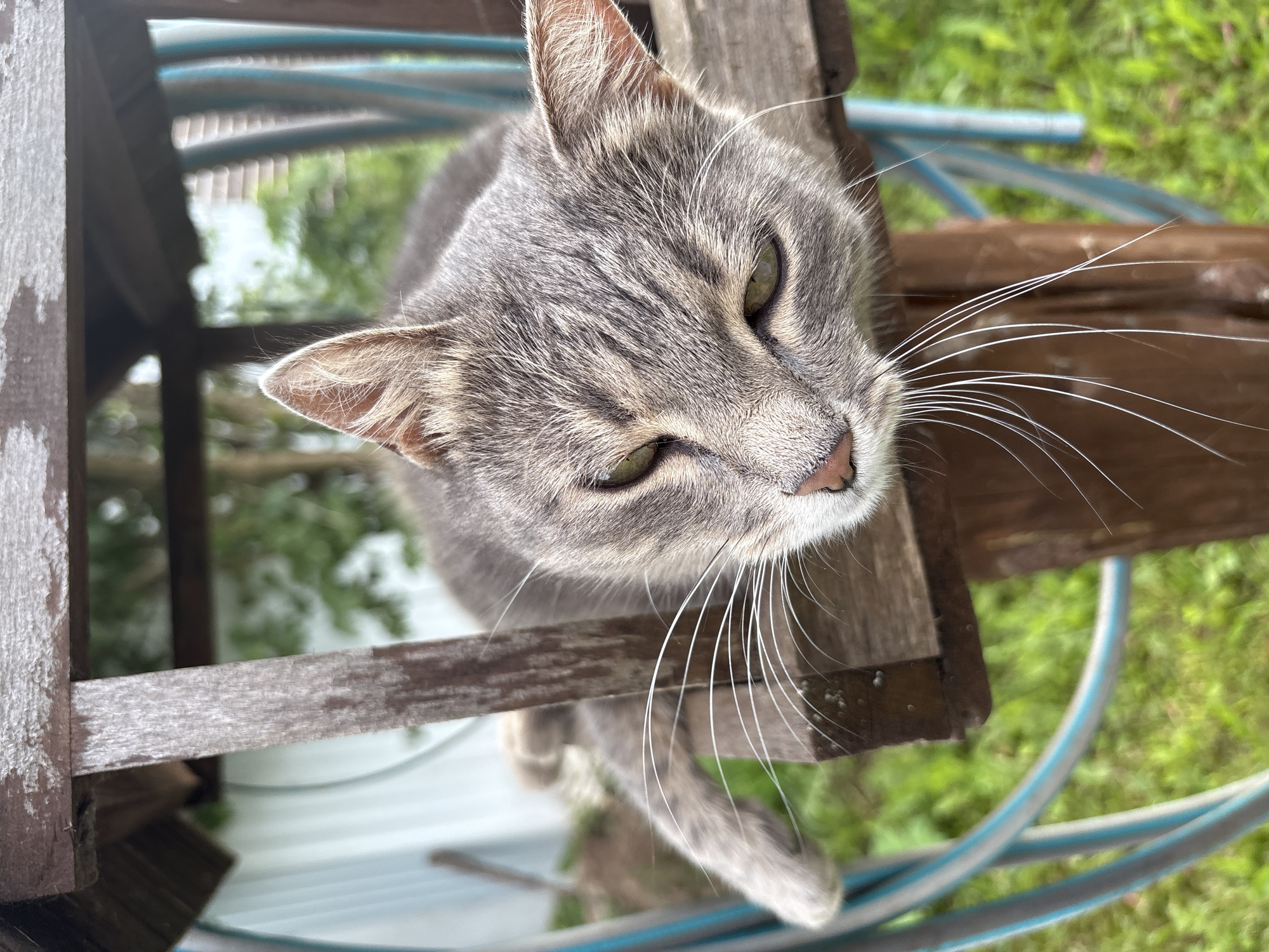 A close-up, high-angle shot focuses on the face of a gray tabby cat. The cat is positioned on a weathered wooden structure, possibly part of an outdoor shelter or furniture. Its green eyes are looking up towards the camera, with a slightly squinted expression, suggesting curiosity or perhaps mild annoyance. Long, white whiskers fan out from its muzzle.
The background is blurred, showing lush green grass and foliage, indicating an outdoor setting. A blue and gray hose is visible coiled in the lower right portion of the frame, along with more of the wooden structure. The lighting suggests it is daytime, with the sun casting soft light, though no harsh shadows are present. The overall impression is a candid, natural portrait of a domestic cat in a rustic outdoor environment. There is no visible text in the image. The location context is Сульмаш, Russia.
