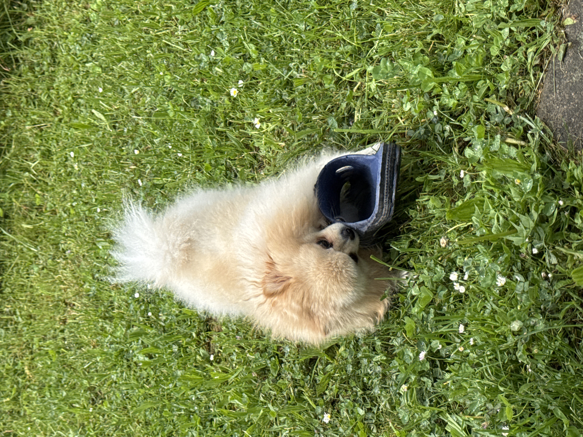A small, fluffy, light-tan dog lies in green grass next to a blue plastic shoe. The scene is outdoors and appears to be in a garden or lawn. The location is possibly Bietigheim-Bissingen, Germany, but there are no specific details in the image that confirm this information.