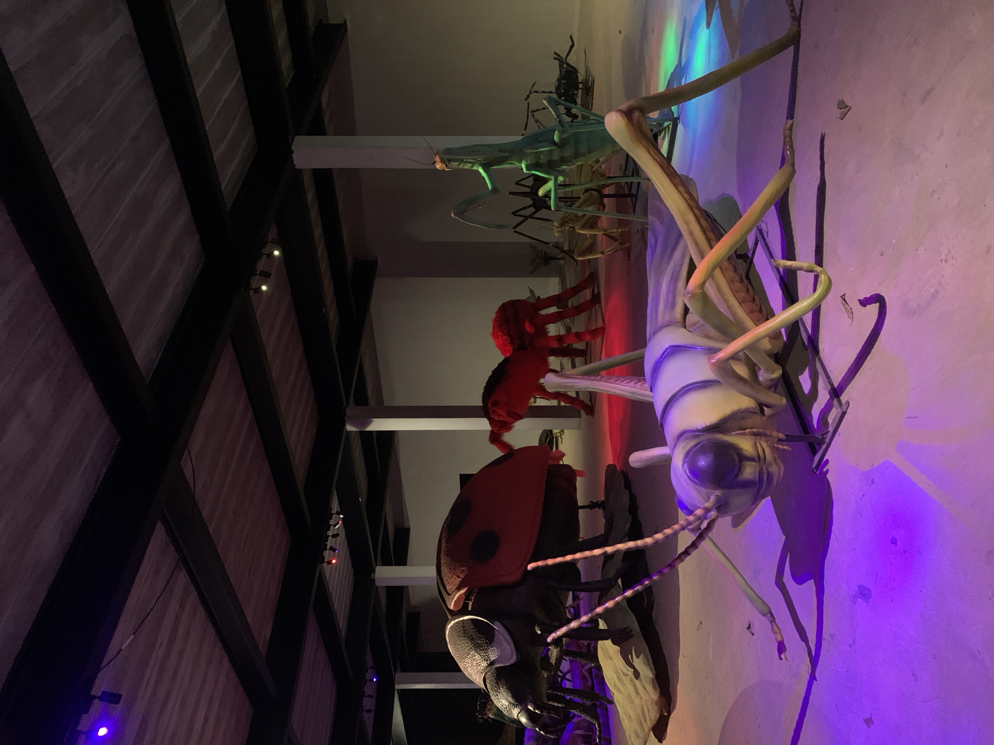 The image shows an indoor exhibit with oversized models of insects. A large grasshopper model is in the foreground, facing the viewer, with prominent legs and antennae. Behind it are models of other insects, including a praying mantis (green), spiders (black), a red ant or mite, and a ladybug (red and black). The scene is illuminated by colored lighting, primarily purple, green, and red. The setting appears to be a warehouse or industrial space with a visible ceiling structure made of metal beams and a concrete floor. Based on the provided location of Baan Lipa Noi, Thailand, this exhibit might be located in or near that area.