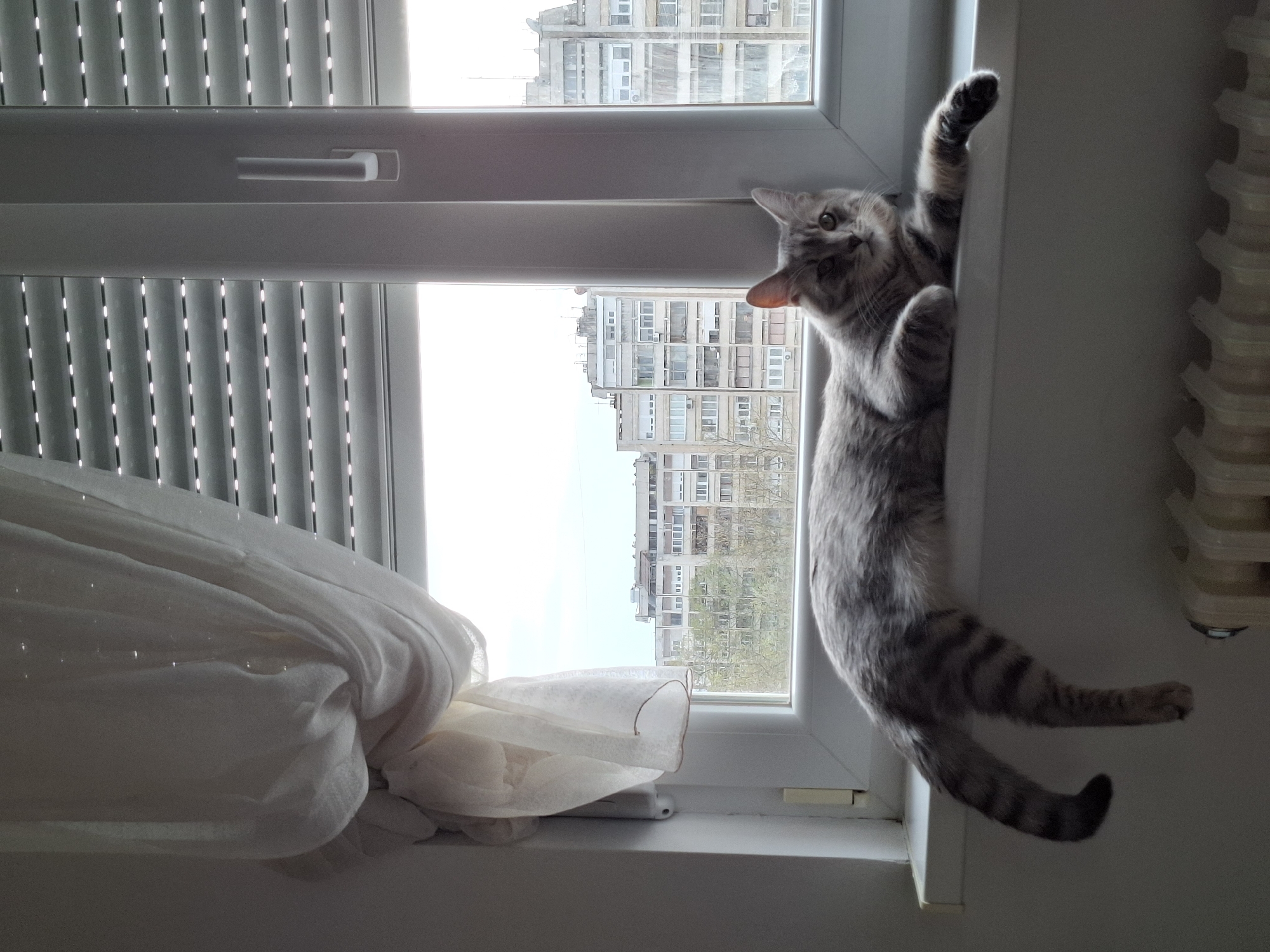 A gray tabby cat hangs vertically on the right side of a white window frame. The cat is grasping the frame with its right paw while its body extends downward. Its tail is extended and bent upwards at the end. The cat looks towards the camera. The window blinds are visible on the left side of the window, along with sheer white curtains. Outside, apartment buildings and bare trees are visible, consistent with a residential area in Novi Sad, Serbia. The buildings have a repetitive window pattern. The sky is overcast.