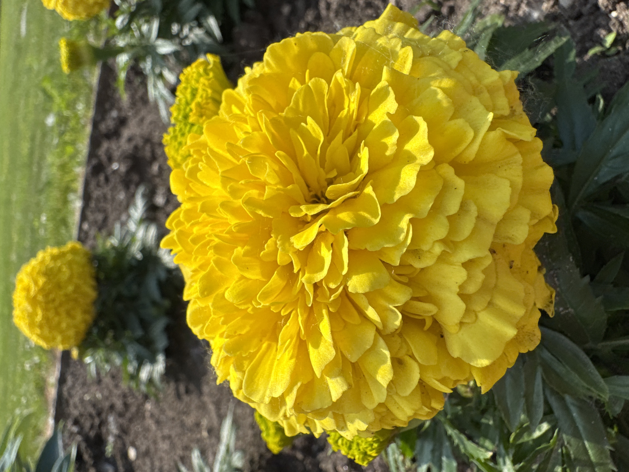 A close-up shot focuses on a vibrant yellow marigold flower in the foreground. The flower is fully bloomed, with many layered petals creating a fluffy appearance. Behind it, other marigolds and green foliage are visible, slightly out of focus. The background consists of dark soil and a blurred green lawn, suggesting an outdoor garden setting. The image does not depict any specific location within the city of Chudovo, Russia, nor does it show any people or actions.