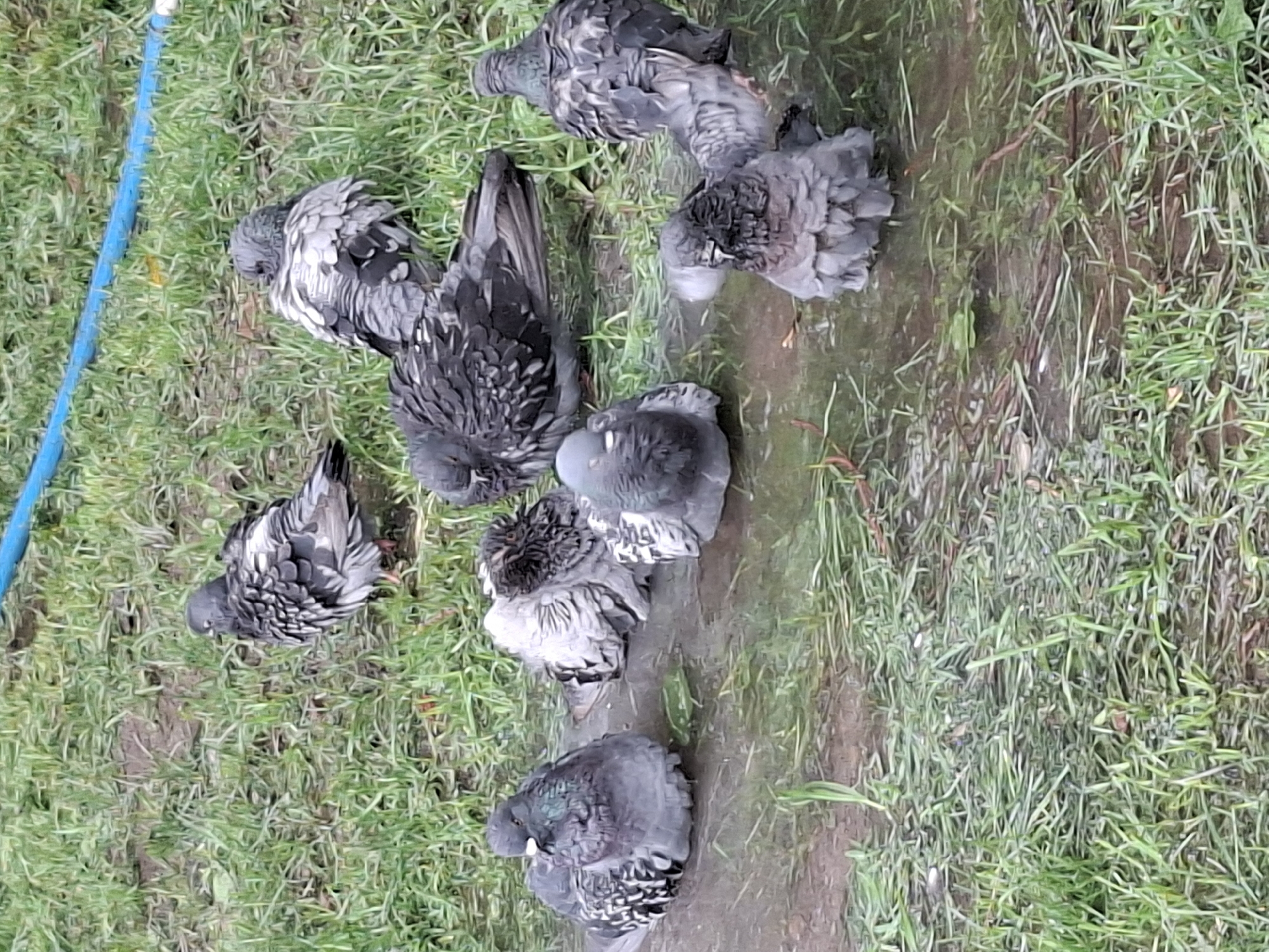 A group of pigeons are bathing in a puddle on a grassy area. The pigeons are mostly gray with some white markings. The ground is covered in green grass and mud. A blue hose is visible in the upper right corner of the image, suggesting the presence of a water source. The overall scene appears to be in an outdoor urban environment, possibly a park or a residential area in Almaty, Kazakhstan, where pigeons commonly congregate.