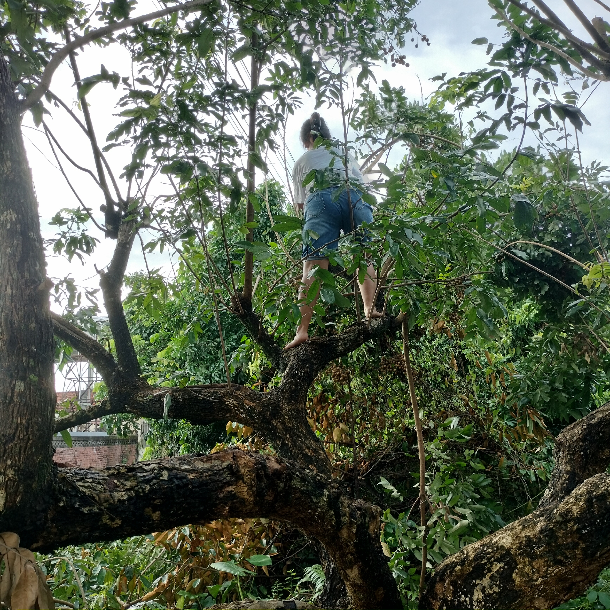 A person is climbing a large, mature tree with thick, gnarled branches. The person, seen from behind, is wearing blue denim shorts and a white t-shirt, with their hair tied back in a ponytail. They are barefoot and appear to be ascending the tree, with their weight distributed on two of the branches. The tree is laden with fruit, small and round, clustered on some of the branches. The surrounding environment is lush and green, with dense foliage from other trees and plants, suggesting a natural or semi-natural setting, possibly within or on the outskirts of Zhushan Township, Taiwan, given the presence of such fruit-bearing trees and vegetation. The sky is visible through the leaves, appearing overcast. The large tree has rough, dark bark, and some of its branches are quite substantial.