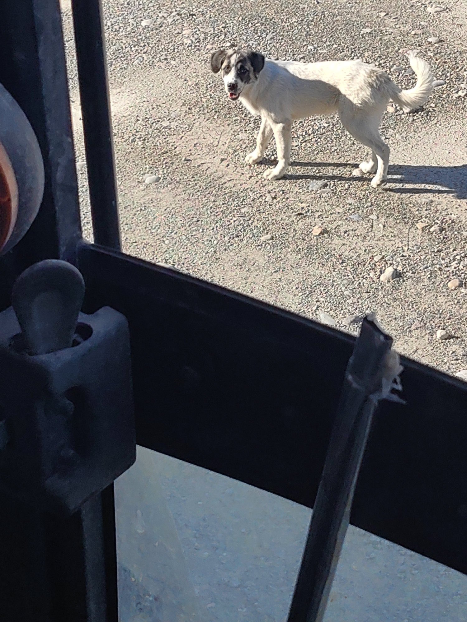 A white and black dog stands on a gravel surface, looking towards the viewer. The dog has dark markings around its eyes and ears. The background consists of more gravel and dirt. In the foreground, a dark-colored object, possibly a piece of machinery or furniture, is visible, with part of a metallic lever extending upwards. The scene appears to be outdoors, in a somewhat unkempt area, potentially on the outskirts of Shymkent, Kazakhstan, given the dry, dusty environment and the presence of a stray animal. The lighting suggests it is daytime.