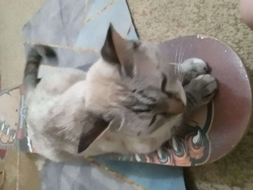 The image shows a cat lying on a skateboard. The cat is a tabby with light brown and gray fur, and its tail is curled around its body. The skateboard is red and has some graphics on it. The scene appears to be indoors, with a carpeted floor visible in the background. The lighting suggests it could be daytime, but there are no specific cues to indicate the time of day or weather. The cat seems relaxed and comfortable. There is no visible text in the image.