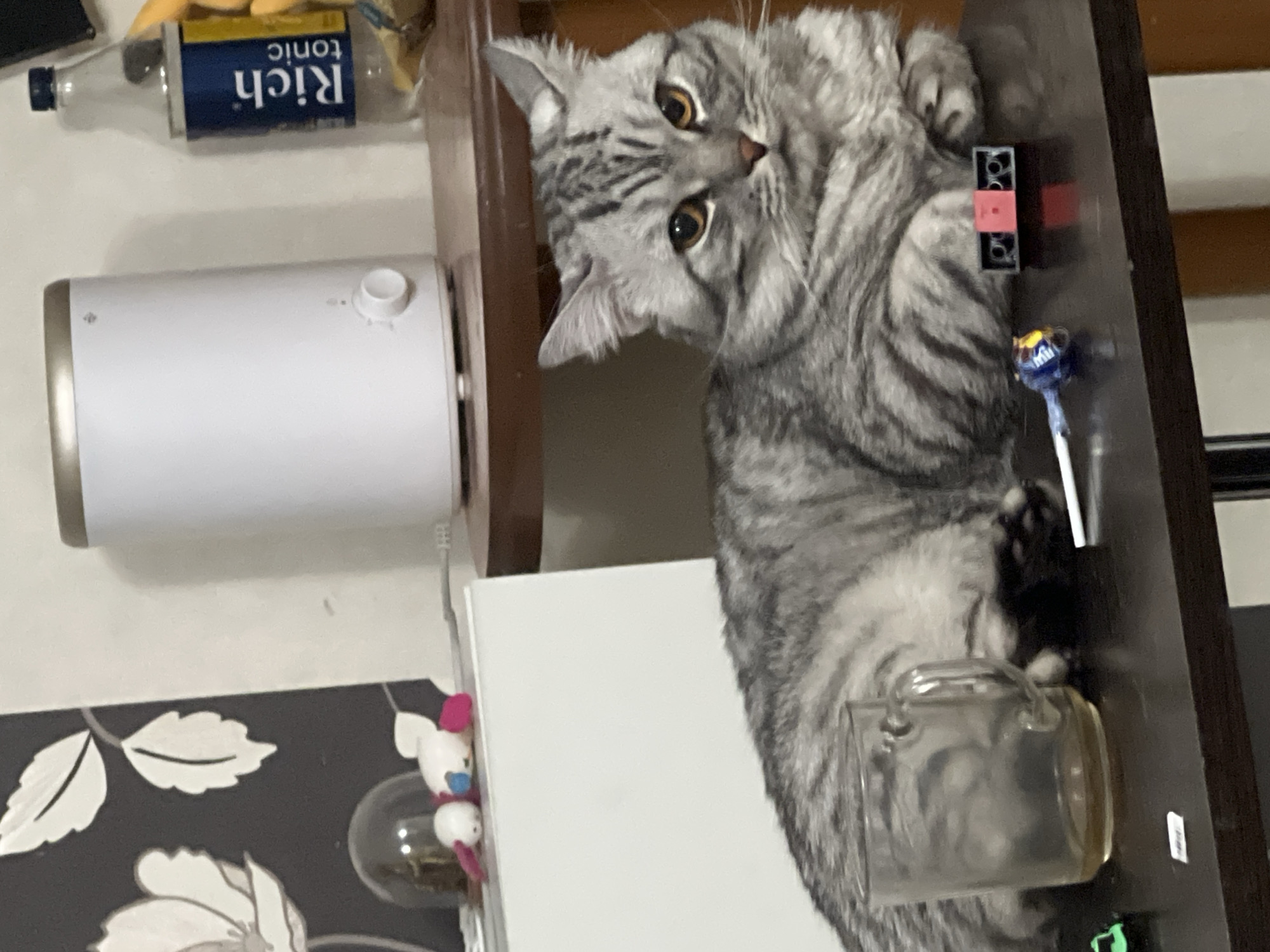 A silver tabby cat is perched on a shelf next to a glass mug, a lollipop, and building blocks. A humidifier sits on the wall behind the shelf. A bottle of "Rich" tonic is also visible in the scene. There is a wallpaper with floral pattern. The location is not evident from the image.
