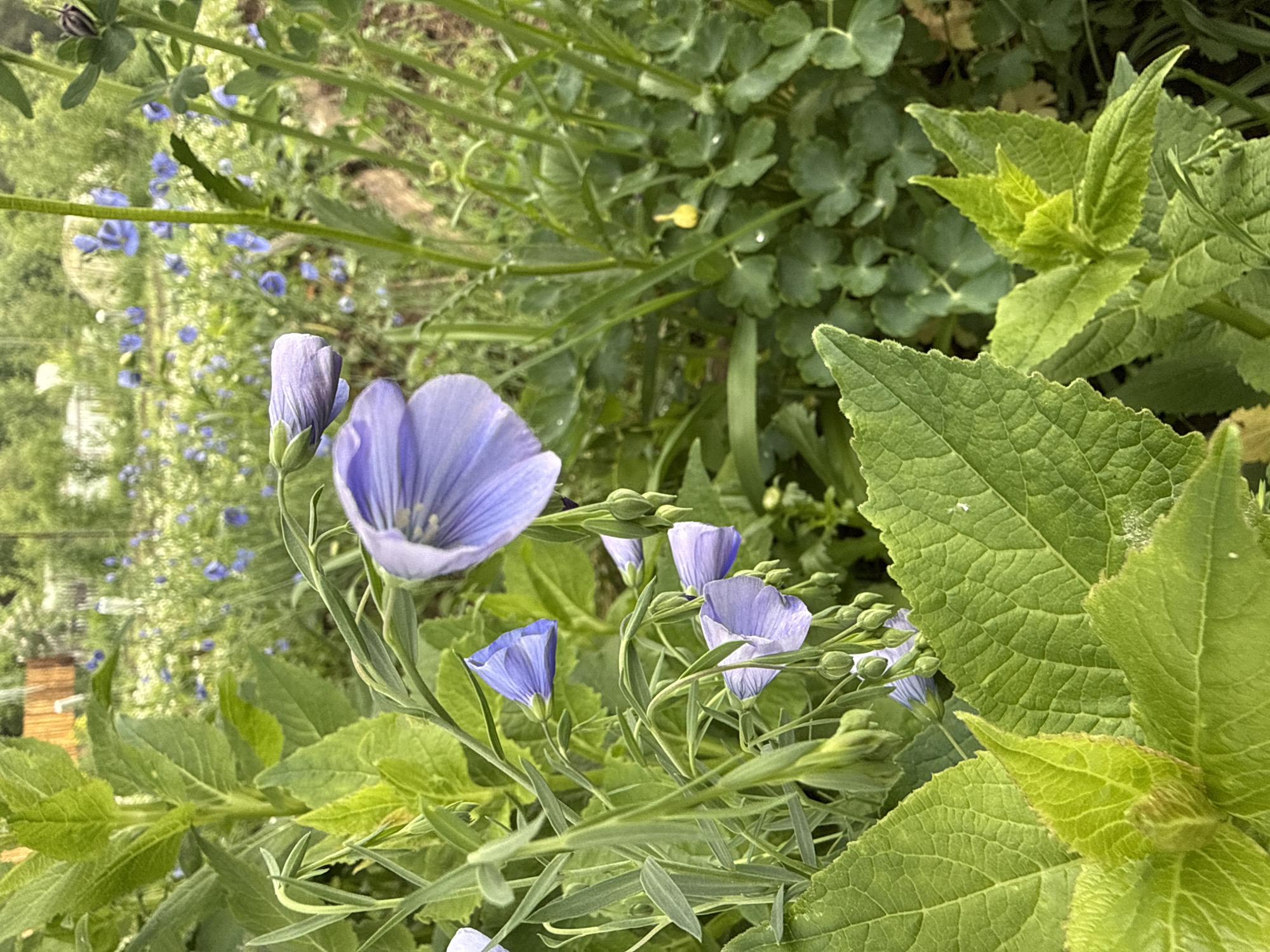The image shows a close-up of blue flax flowers mixed with other green foliage, likely in a garden setting. The focus is on the delicate blue flowers in various stages of bloom, from buds to fully open. The surrounding greenery includes different types of leaves, adding texture and depth to the scene. The location is specified as Chaikovsky, Russia, but there's no visual evidence in the image to confirm this.