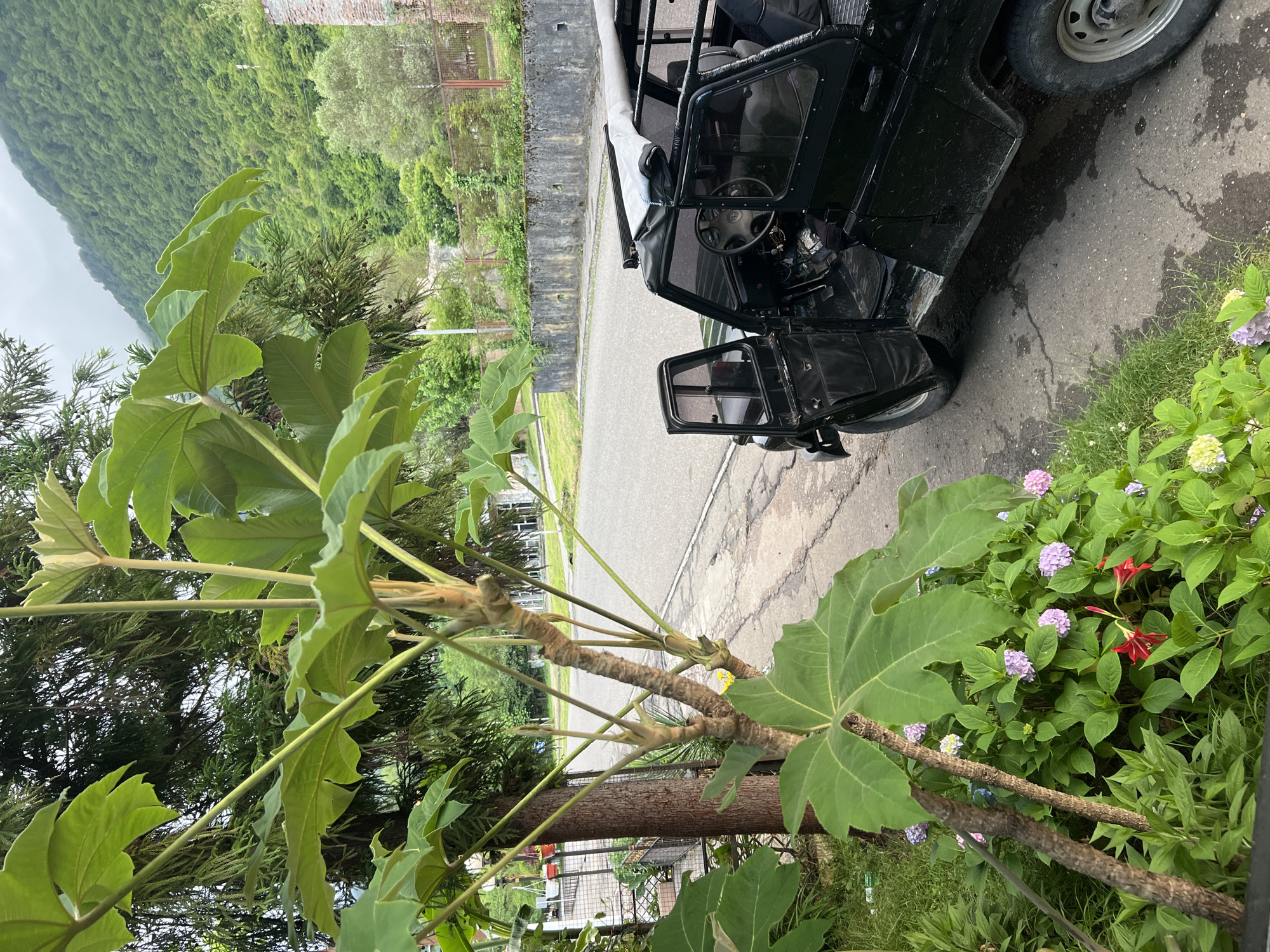 In a rural setting with a misty, forested mountainside in the background, a black, open-top vehicle is parked on a paved road. The vehicle has its doors open, revealing the interior. In the foreground, a large-leafed plant with a textured trunk stands next to a patch of hydrangeas with pink, purple, and blue blooms, and some red flowers. A dark metal fence runs along the left side of the road, bordering a grassy area. The road is cracked and appears worn. The environment suggests a natural, possibly remote, location.