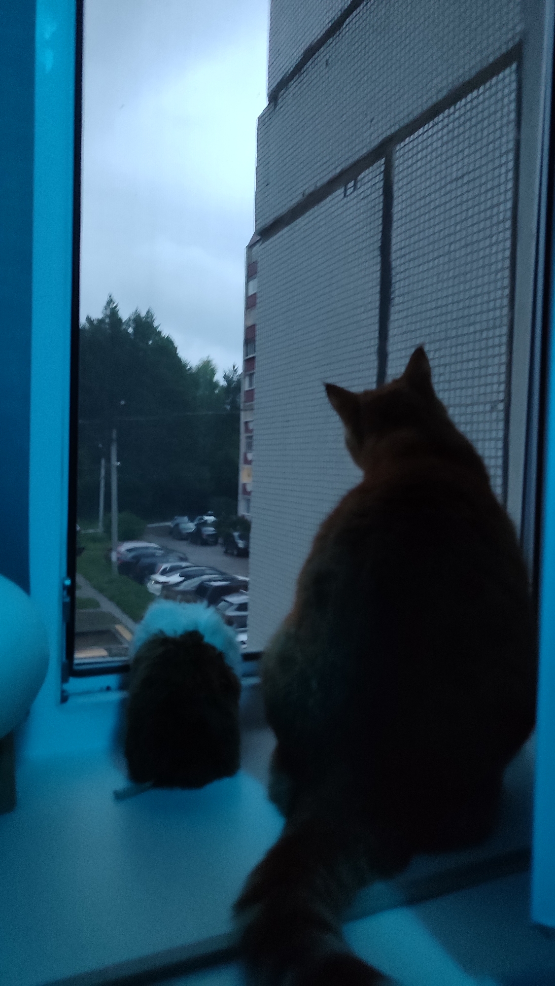 Two cats are sitting on a windowsill, looking out at a cloudy, overcast day. The larger cat is an orange tabby, and the smaller one is a fluffy mix of brown and white. Outside, there is a street with parked cars and a line of trees. Beyond the trees, a multi-story apartment building is visible. The time appears to be late afternoon or early evening, given the low light and cloudy sky. The scene is set in Chaikovsky, Russia. There is no visible text in the image.