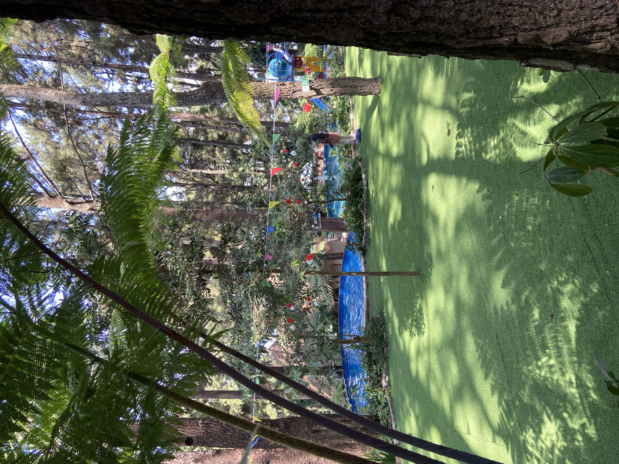 The image depicts a resort area in Kuwukan, Indonesia, featuring a lush green lawn, a swimming pool, and surrounding trees. In the foreground, large fern fronds and tree trunks partially obscure the view. A bright blue swimming pool is visible in the middle ground, bordered by foliage and small trees adorned with colorful decorations. A single person, wearing a headscarf and light-colored clothing, stands near the pool. Beyond the pool, several thatched-roof structures suggest accommodations or amenities. The background is filled with a dense forest of tall trees, indicative of a natural, possibly mountainous, setting. The lawn appears to be artificial turf, and sunlight casts dappled shadows across its surface.