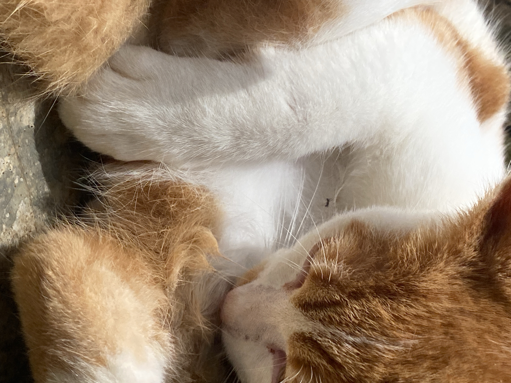 The image shows a close-up of a sleeping orange and white cat curled up on a rough, textured surface that appears to be an outdoor floor or pavement. The cat's fur is detailed, showing the contrast between the white and ginger patches, with some areas appearing more fluffy than others. The cat's paws are tucked in, and its face is partially obscured as it rests. The lighting suggests it is daytime, with shadows visible on the ground. There is no indication of the city of Maigizo, Nigeria, or any other specific location. The scene is purely focused on the resting feline.