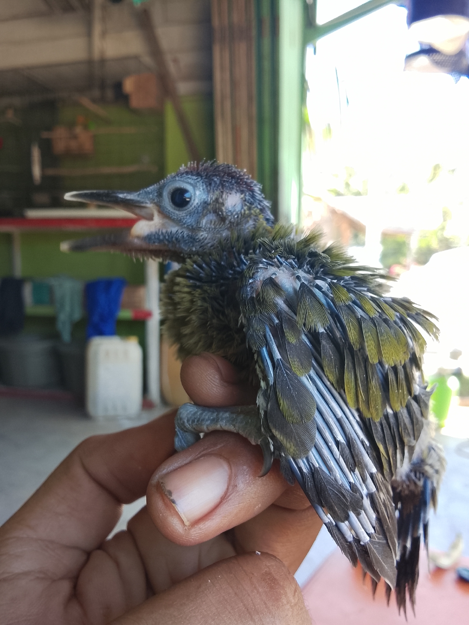 In Kuta Trieng, Indonesia, a person's hand holds a small, young bird with gray and yellow feathers, its beak open as if chirping. The bird's eyes are dark, and its wings are partially unfurled, revealing the intricate patterns of its feathers. The background suggests an outdoor setting, possibly near a building with windows and shelves, with some containers and fabric visible. The lighting is bright, indicating daylight.