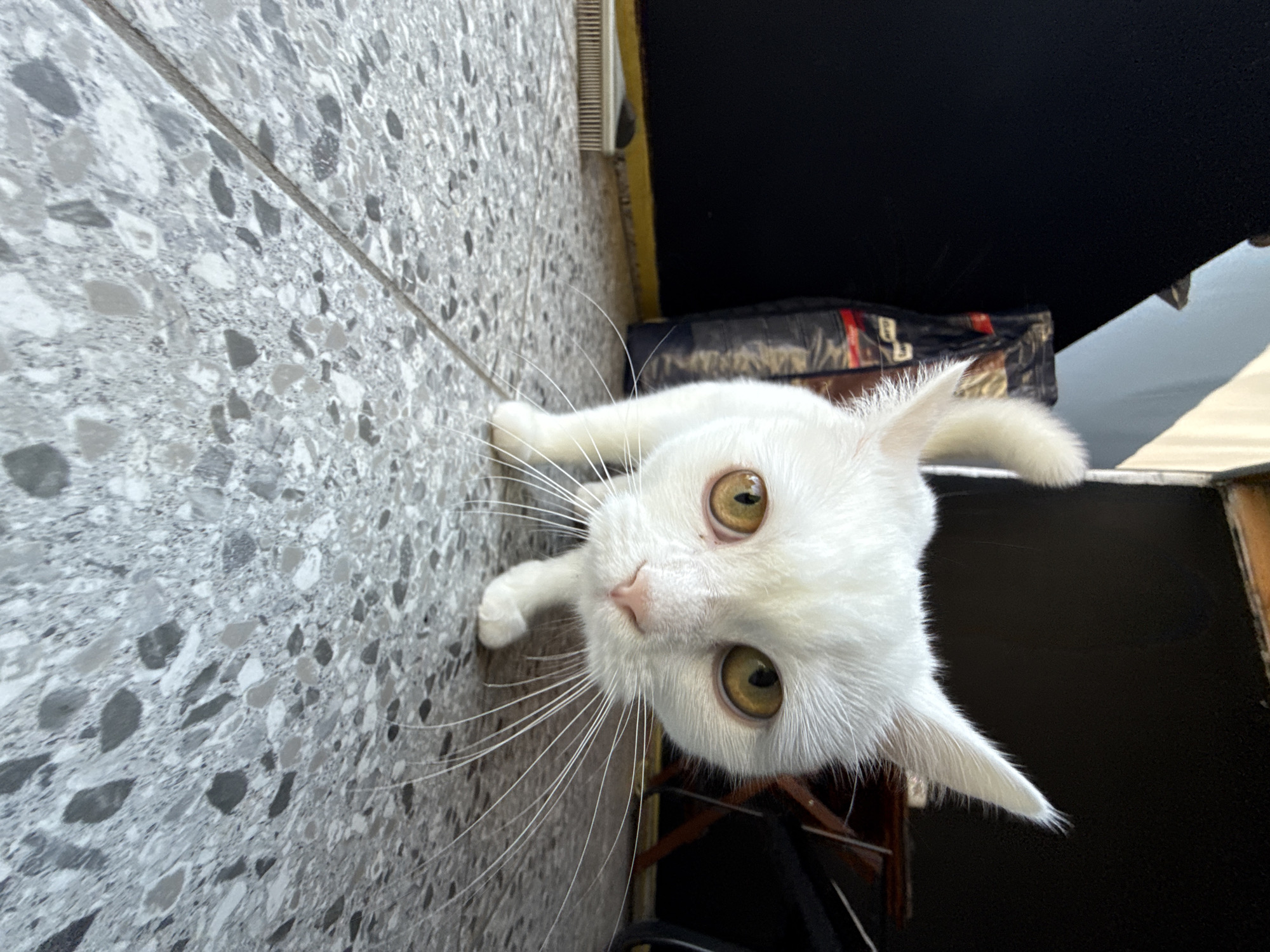 A white cat with striking yellow eyes looks directly at the camera from a low angle. The cat's fur is pure white, and its long, white whiskers fan out prominently. Its ears are pointed, and its nose is a soft pink. The cat is positioned on a patterned tiled floor, which appears to be gray and white with speckles. To the right of the cat, a dark, possibly black, surface is visible, and beyond that, a lighter colored surface, perhaps a wall or a piece of furniture. Part of a bag with colorful stripes and some text is also visible behind the cat. The lighting suggests it could be daytime, with natural light illuminating the scene. The cat's gaze is direct and curious, conveying a sense of engagement with the viewer. The image is taken from a perspective that makes the cat appear large and prominent, drawing attention to its features.