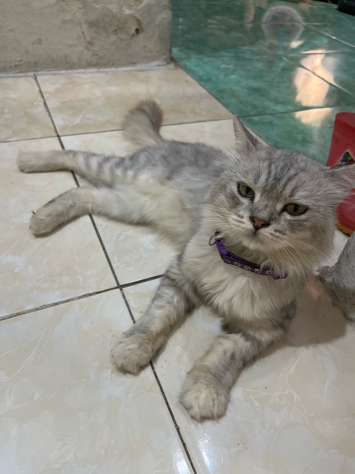 A grey and white Persian cat with green eyes is lying on a tiled floor. The cat is wearing a purple collar with a subtle pattern. Its body is stretched out, with its front paws crossed and its hind legs extended to the side. The floor tiles are beige and cream, with visible grout lines. In the background, there is a wall with a peeling texture, and a section of green tiled floor. A red object is partially visible on the right side of the image. The lighting suggests an indoor environment. This scene appears to be within a residential setting in Jatirogo, Indonesia.