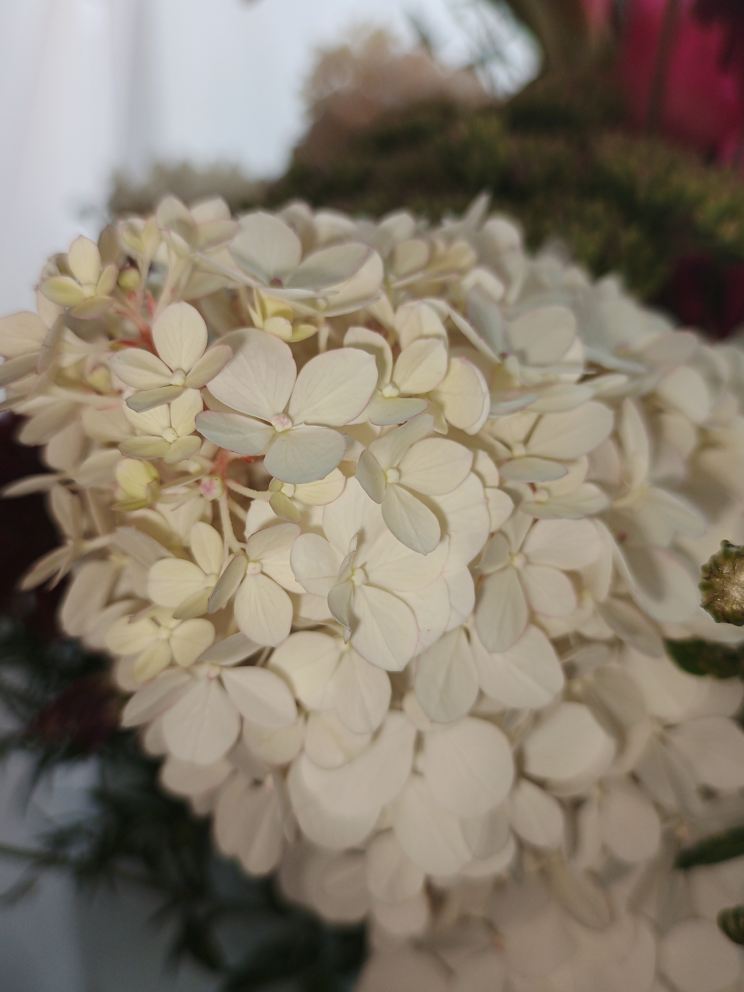 This is a close-up, shallow depth of field photograph of a cluster of white hydrangea flowers. The flowers are the primary subject, filling most of the frame. Their petals are delicate and layered, with a soft, creamy white color that transitions to a pale green or slightly pink hue on some edges. The background is softly blurred, showing hints of darker green foliage and some indistinct reddish-pink elements, suggesting other flowers or decorative material. The lighting appears soft and diffused, highlighting the texture of the petals. The image was taken in Medvedyovka, Russia.