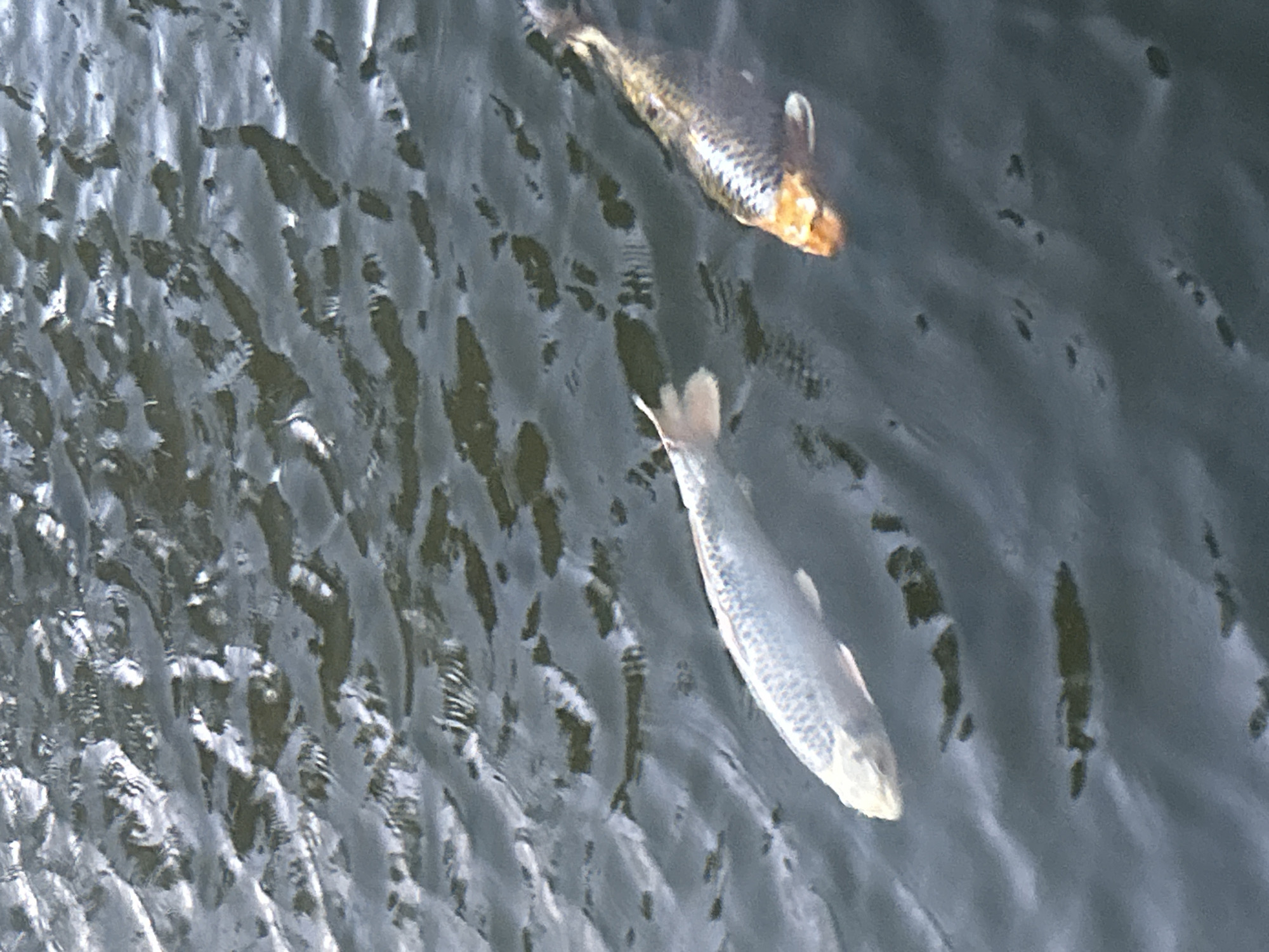Two koi fish are swimming in dark, rippling water. One fish is predominantly white with subtle grey scales. The other fish is a mix of dark brown and orange, with orange coloration around its head. The water surface is disturbed, creating highlights and shadows. The scene is likely an outdoor pond or body of water. Based on the context provided, this image was taken in the city of Ostend, Belgium.