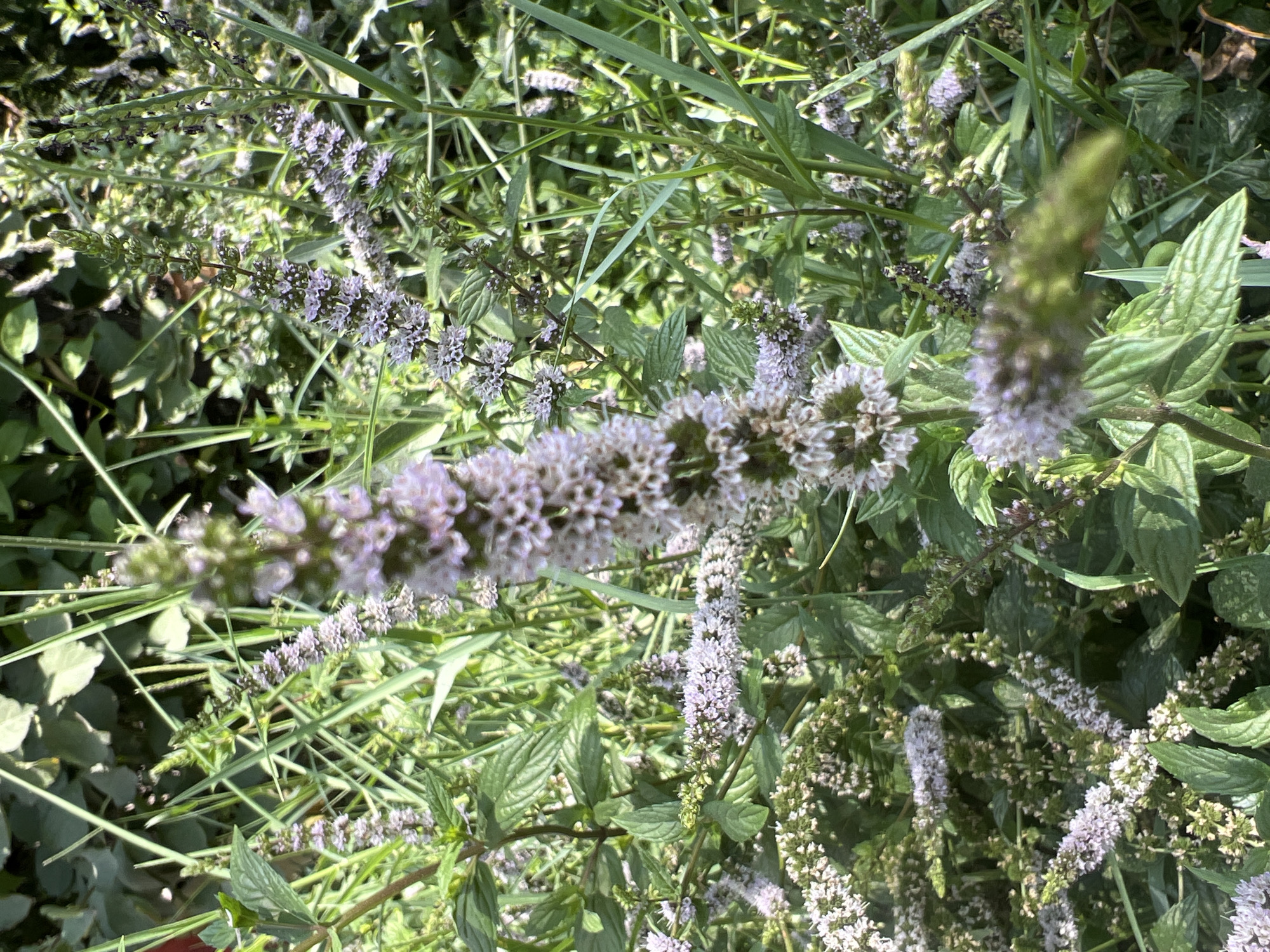 A close-up, vertical shot captures a cluster of mint plants in bloom, with a focus on their tall, slender spikes of small, pale purple flowers. The flowers are densely packed, forming elongated cones at the top of the stems. Green leaves with serrated edges are interspersed among the flowering stalks. The background is a blur of more greenery, suggesting a lush, outdoor environment. The lighting indicates a sunny day, with dappled sunlight illuminating parts of the foliage and flowers. The scene is likely located in an outdoor garden or park setting, with no people or man-made objects visible. The image does not provide any specific information to pinpoint a location within Tashkent, Uzbekistan.