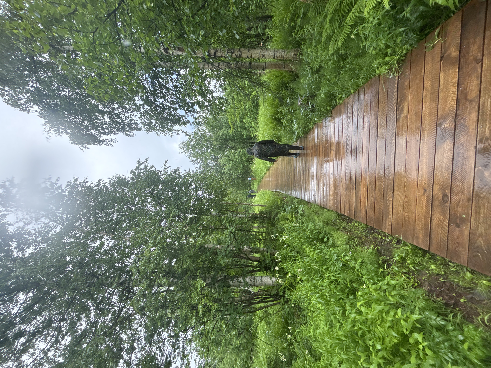 A lone figure walks away from the camera on a wet wooden boardwalk through a dense, green forest. The boardwalk is made of wide, light-brown planks that are glistening with water, suggesting it is raining or has recently rained. The forest is filled with lush vegetation, including tall trees with green leaves and undergrowth of ferns and smaller plants. Some of the trees have white, papery bark, indicative of birch trees. The sky is overcast and a pale gray. The figure is wearing a dark, hooded raincoat and dark pants. They are walking towards a bend in the boardwalk, disappearing into the distance. The scene appears to be a nature trail or park.