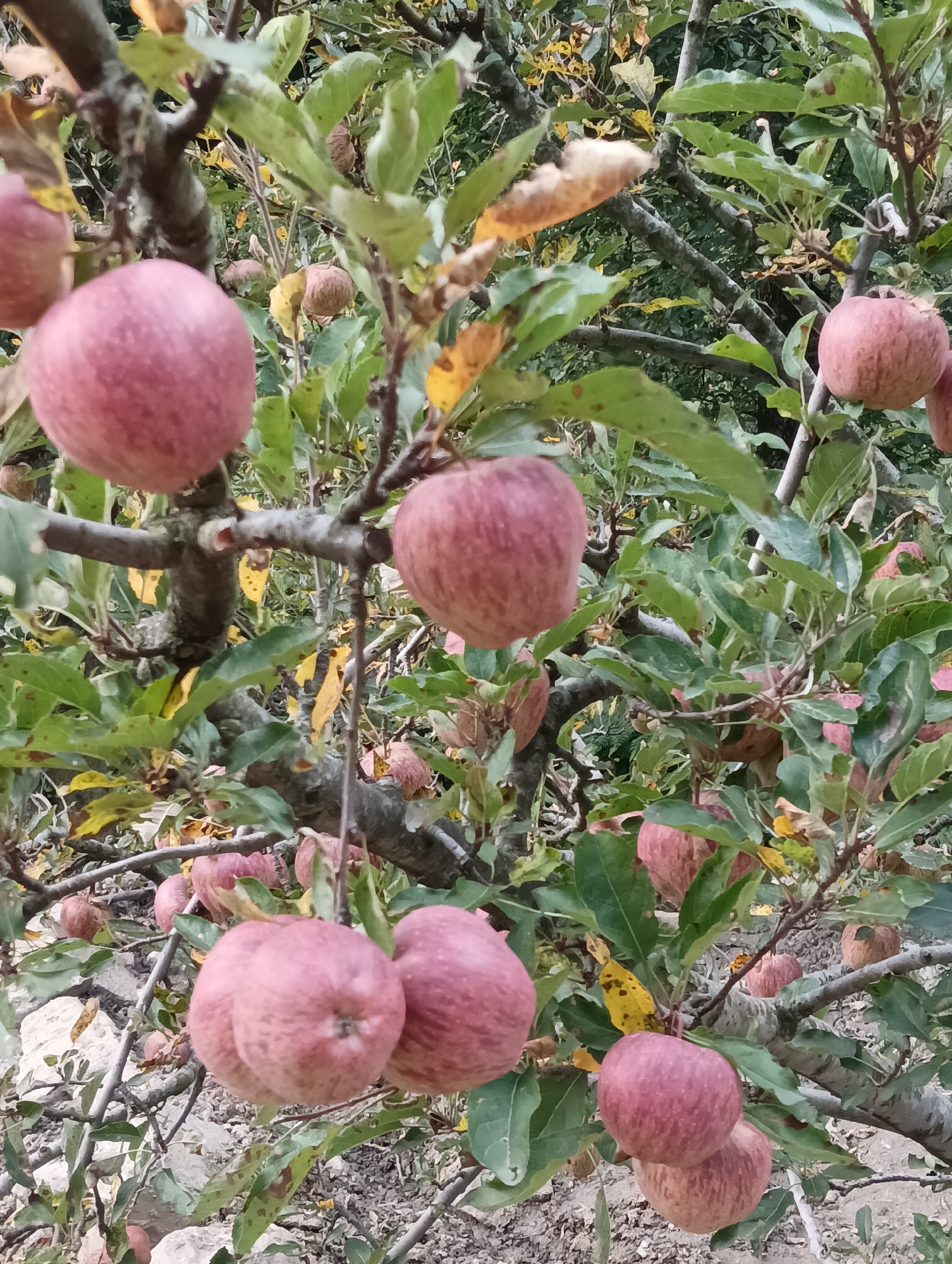 A close-up, eye-level shot captures an apple tree laden with ripe, red apples in the village of Majhach, India. The apples, with their smooth skins and round shapes, are clustered on branches interspersed with green and yellowing leaves, indicating the autumn season. Some apples are partially obscured by foliage, while others are in sharp focus, showcasing their vibrant color and subtleStripes. The background is a blur of more branches, leaves, and hints of a rocky, outdoor environment. The overall impression is one of abundance and the natural beauty of a harvest-ready orchard.
