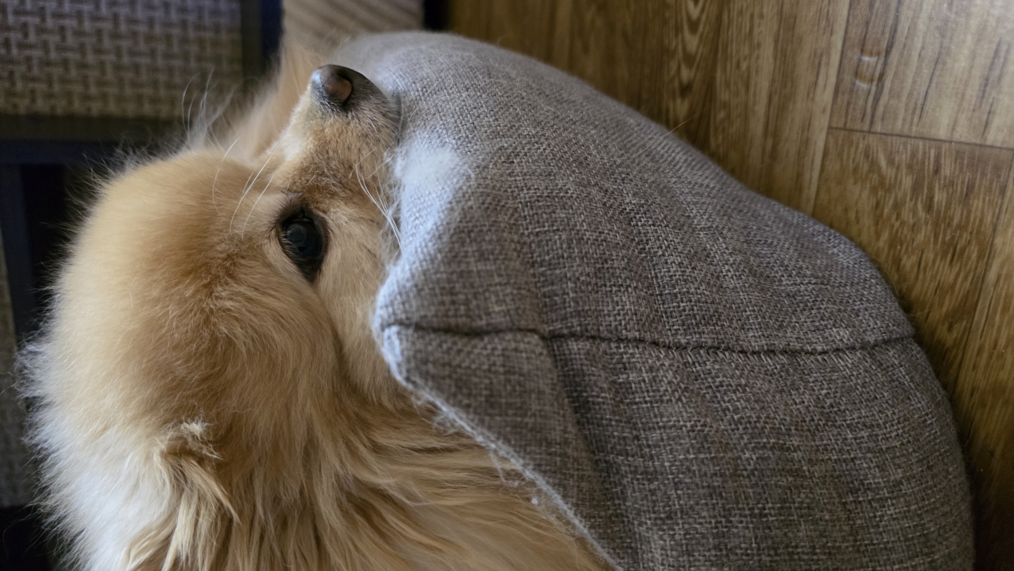 A close-up, eye-level shot shows a Pomeranian dog resting its head on a beige pet bed. The dog has light brown fur and is looking to the right, with its eye partially visible. The pet bed has a textured fabric surface and is placed on a wooden floor. The background is blurred, showing a dark, patterned surface. The scene appears to be indoors. The location is not discernible from the image.
