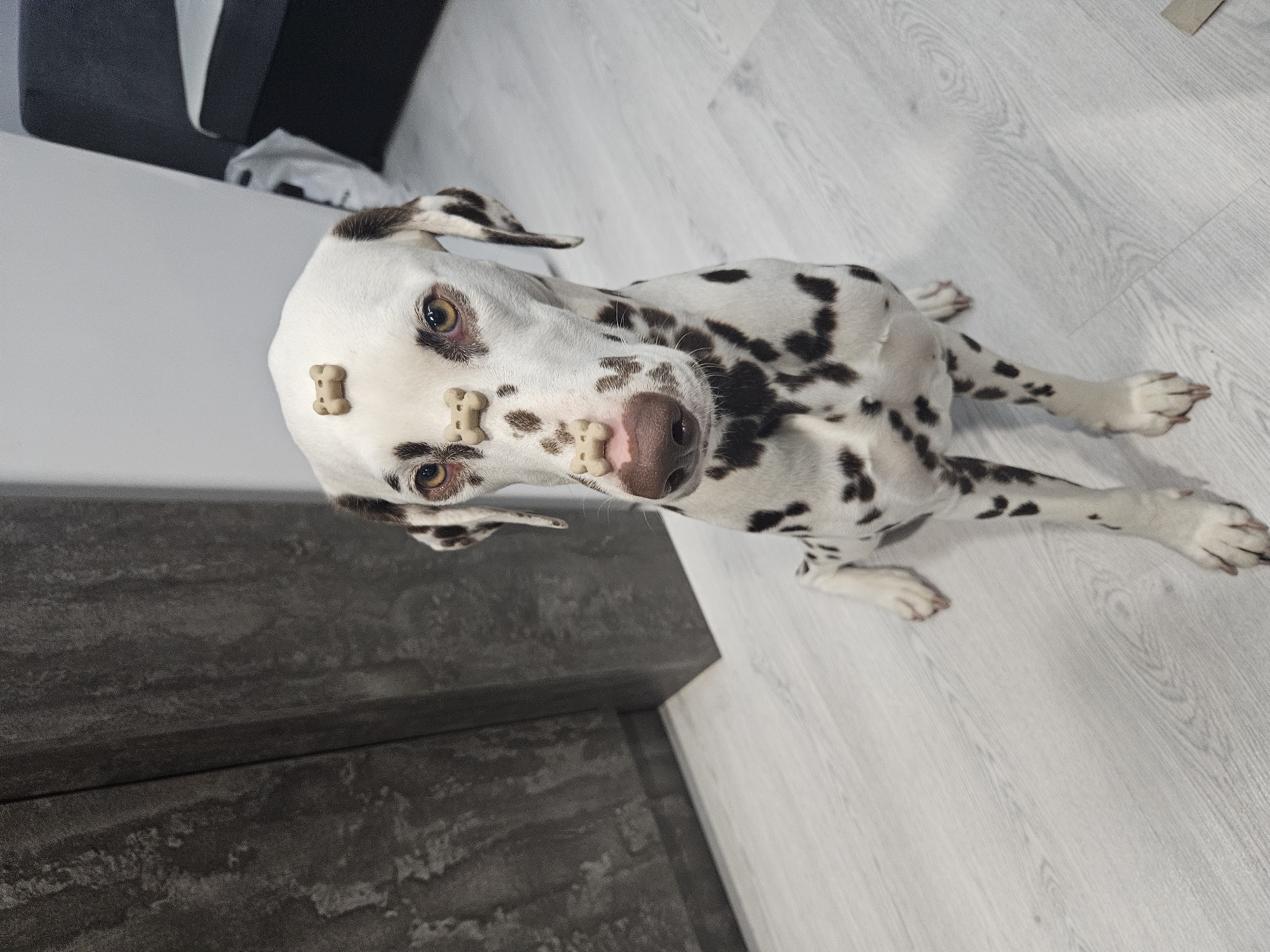 This close-up image, taken from a slightly elevated and tilted perspective, features a calm Dalmatian dog indoors, likely within a home in Elin Pelin, Bulgaria. The dog, characterized by its white coat and prominent dark spots, is lying or sitting patiently on a light-colored, possibly wooden, floor. Small, bone-shaped dog treats are carefully balanced on its face, specifically on its forehead, below one eye, and near its muzzle. The dog's striking amber eyes are wide and focused, looking directly towards the viewer, indicating a remarkable level of self-control and patience, characteristic of a "wait" or "stay" command during training.
The background shows a dark, textured surface in the lower left, possibly a piece of furniture or a counter, and a plain, light-toned wall or surface behind the dog's head. The room appears brightly lit, suggesting either daytime or well-lit indoor conditions. The dog's expression is one of alert anticipation and composure, making the scene both endearing and impressive. No visible text is present in the media file. The overall impression conveyed is that of a playful moment with a beloved pet, showcasing its discipline and charm.