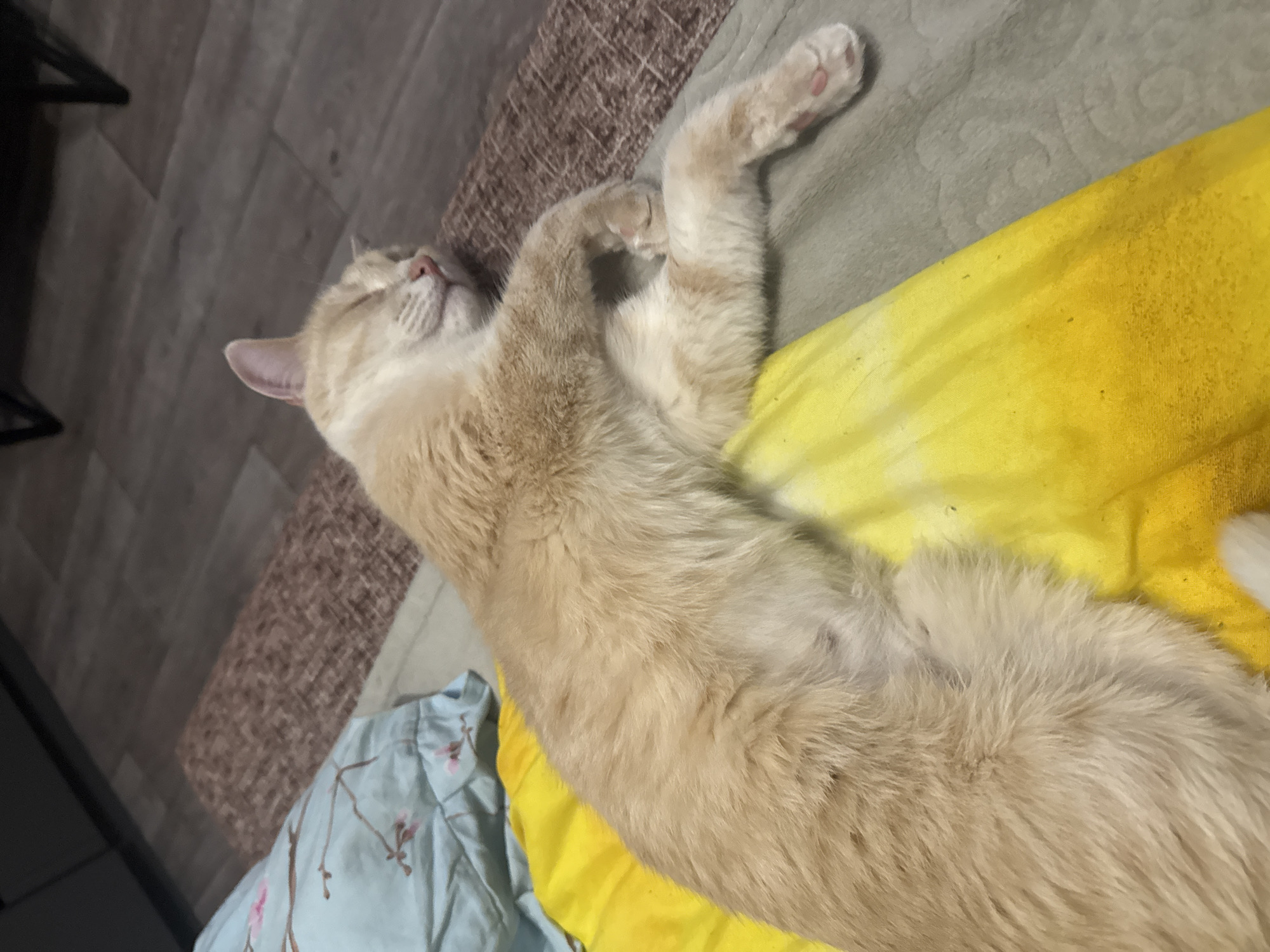 An orange cat sleeps on a yellow blanket. The cat is lying on its side, with its eyes closed and its paws crossed. The cat's fur is a light orange color with darker orange stripes. The yellow blanket is folded beneath the cat. A blue pillow with a floral pattern is visible behind the cat. The floor is made of dark wood planks. The scene is lit by a soft light, creating a warm and cozy atmosphere.
