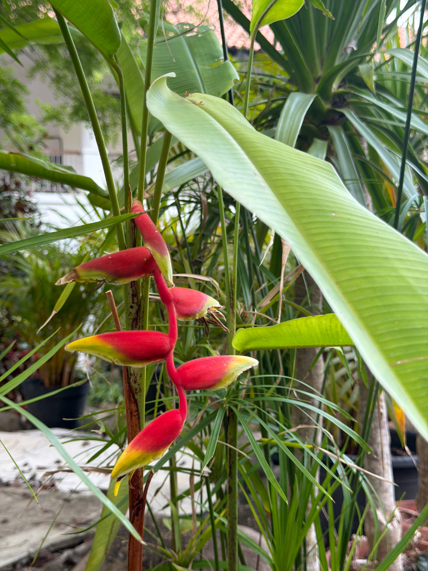 A hanging cluster of Heliconia flowers, characterized by their vibrant red and yellow bracts, dangle from a thick green stem against a backdrop of lush tropical foliage. The flowers are arranged in a cascading pattern, with the topmost flower partially obscured by a large, light green leaf that dominates the right side of the frame. Additional palm-like plants and broad leaves are visible in the blurred background, suggesting an outdoor setting in a humid climate. The ground beneath appears to be a mixture of dirt and possibly concrete, with a dark pot visible on the left. The overall impression is one of a naturalistic garden or nursery environment. The specific location in Batam, Indonesia, cannot be determined from the visual information alone.