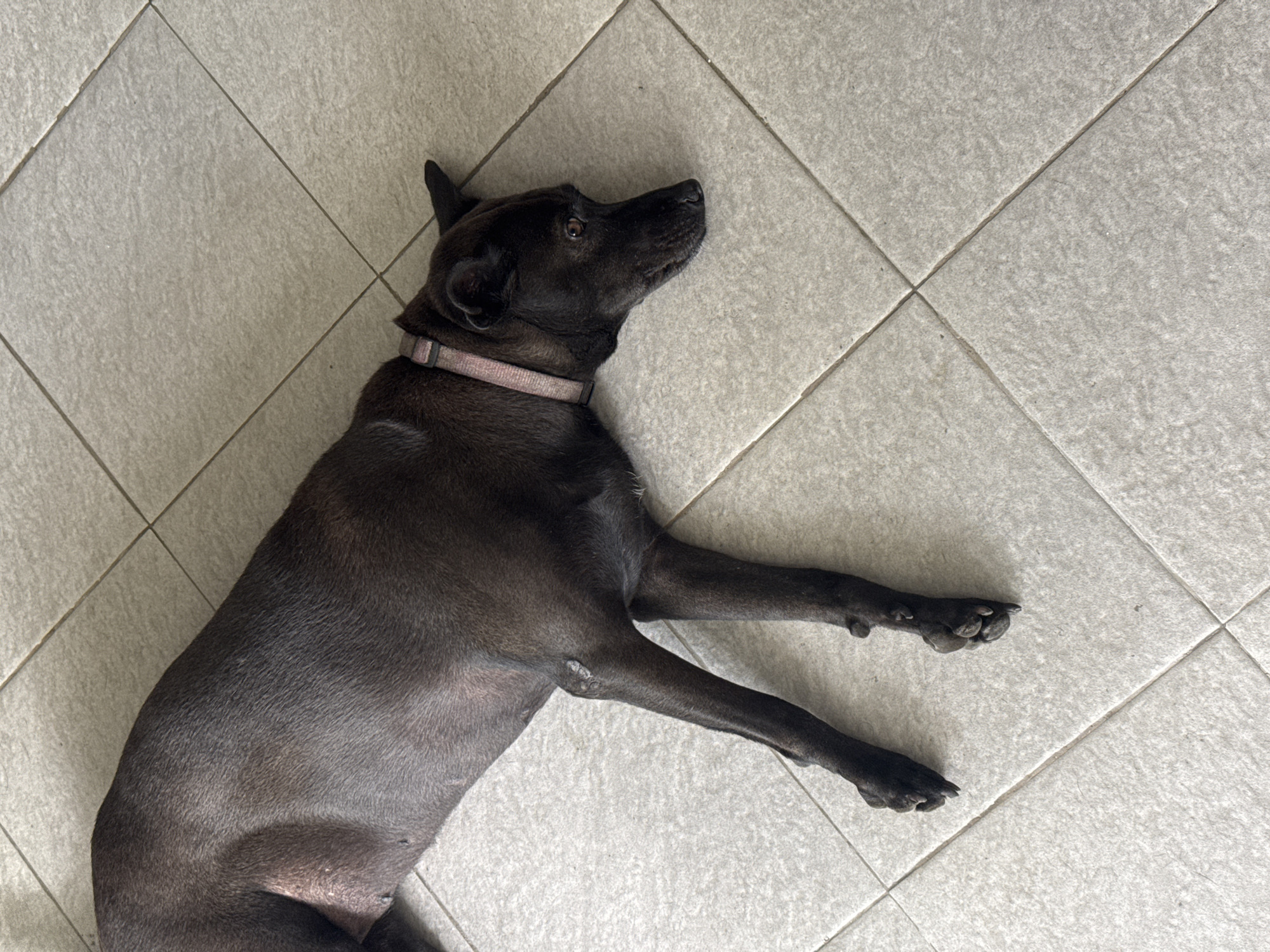 A black dog with a light pink collar lies on a tiled floor. The dog is positioned on its left side, with its head resting on the floor and its eyes open, looking to the right. Its front legs are extended forward, and its hind legs are bent. The tiled floor is light gray and has a visible grid pattern. The scene appears to be indoors, in what might be a residential or commercial space. The lighting suggests it is daytime. The location is identified as North Kuta, Indonesia.