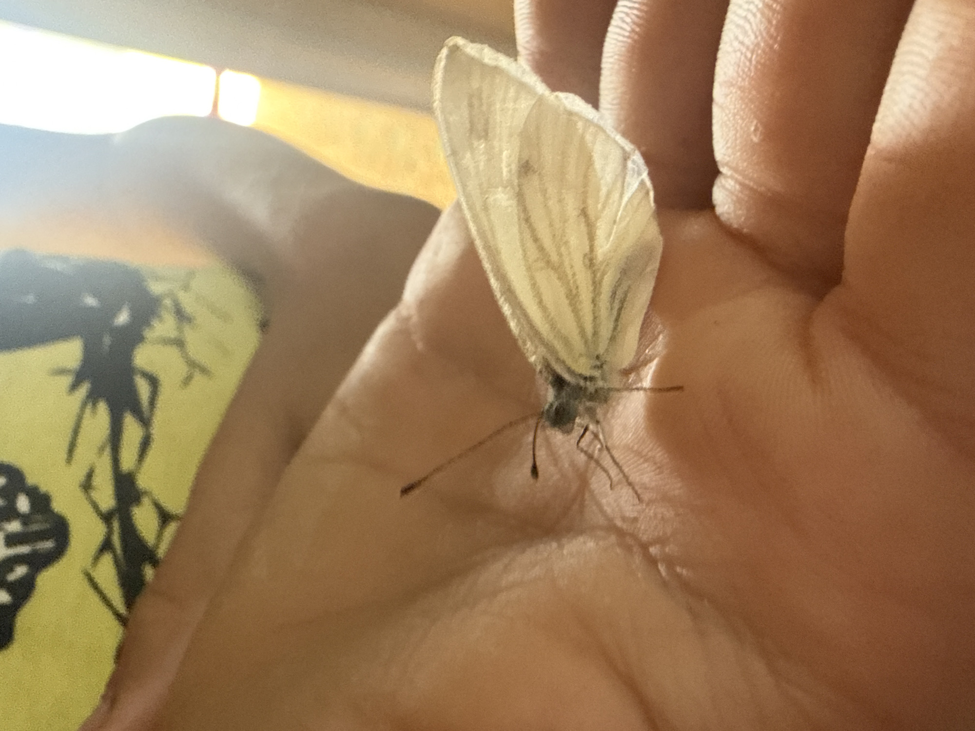 A close-up, eye-level shot captures a small, pale yellow butterfly with intricate dark veins resting on the palm of a person's hand. The butterfly's delicate wings are partially open, revealing their translucent nature. Its antennae are long and slender, extending upwards. The hand, tanned and textured with visible fingerprints, cradles the insect gently. In the background, a blurry yellow fabric with a black graphic design is visible, along with the soft glow of sunlight filtering in from the right side, suggesting an indoor or shaded outdoor environment. The scene appears to be located in Baryshevo, Russia.