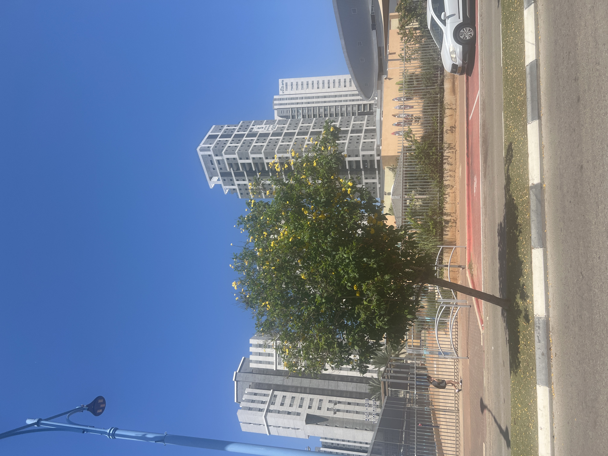 This image depicts a street scene in Hadera, Israel. The foreground shows a paved road with a white and grey curb, followed by a strip of grass with fallen leaves, and then a red-painted pedestrian or bike path. A lean tree with yellow flowers stands on the grass strip. In the middle ground, a metal fence separates the pedestrian area from a building complex. A person is walking away from the camera on the pedestrian path. Behind the fence, several modern high-rise buildings with gray and white facades are visible against a clear blue sky. To the right, a white SUV is parked on the red path. In the background, there is a light-colored building with a curved roof. The overall environment suggests a sunny day in an urban setting.