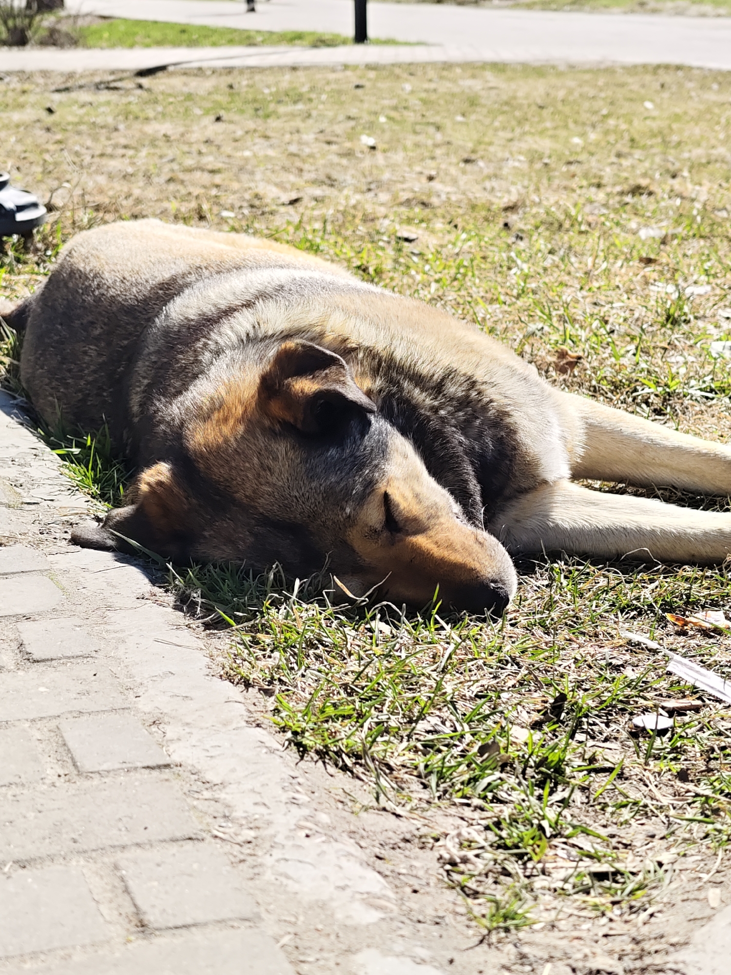 A dog lies on the grass next to a brick walkway. The dog is brown and beige with dark markings on its head and back. The grass is green with some brown patches. The background is blurred, but it appears to be a park or other green space in the city of Chaikovsky, Russia.