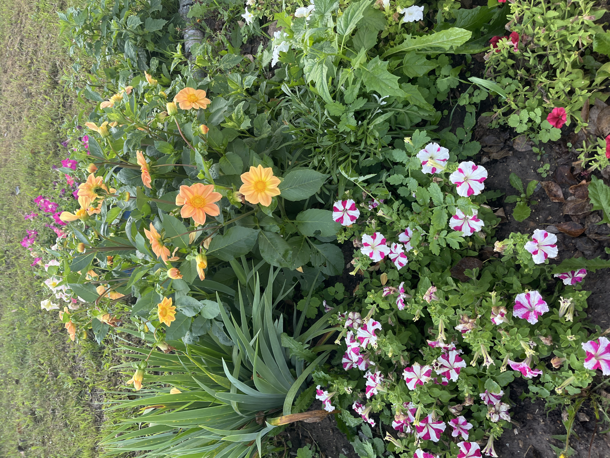 The image shows a close-up of a flowerbed with a variety of blooming flowers. In the foreground, there are numerous petunias with a distinctive pink and white striped pattern. Behind them, a cluster of orange dahlias are in bloom, some with fully opened petals and others as buds. To the left, a clump of tall, green, sword-like leaves, possibly from an iris or daylily, stands out. In the background, the scene transitions to a patch of green grass. The flowerbed appears to be in an outdoor setting, likely a garden or park. There are no people or animals visible in the image. The lighting suggests it might be overcast or early morning/late afternoon. No specific location within Ufa, Russia can be determined from the visual information provided.