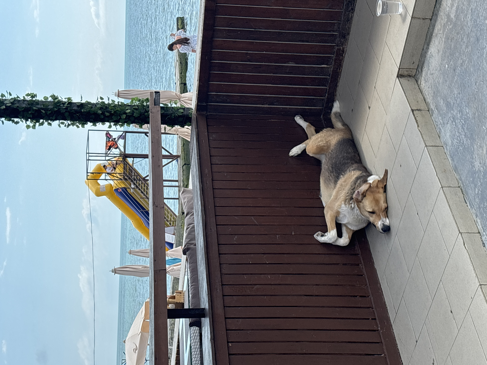 The image depicts a dog lying on its back on a tiled patio near a wooden fence. The dog appears to be sleeping or resting. In the background, a body of water, likely the sea, is visible with a yellow and blue inflatable slide and several white umbrellas. A young woman in a white patterned dress is standing on a pier near the water. The scene is set outdoors with a cloudy sky overhead. This appears to be a beachside establishment in Sochi, Russia, possibly a cafe or restaurant with recreational facilities.
