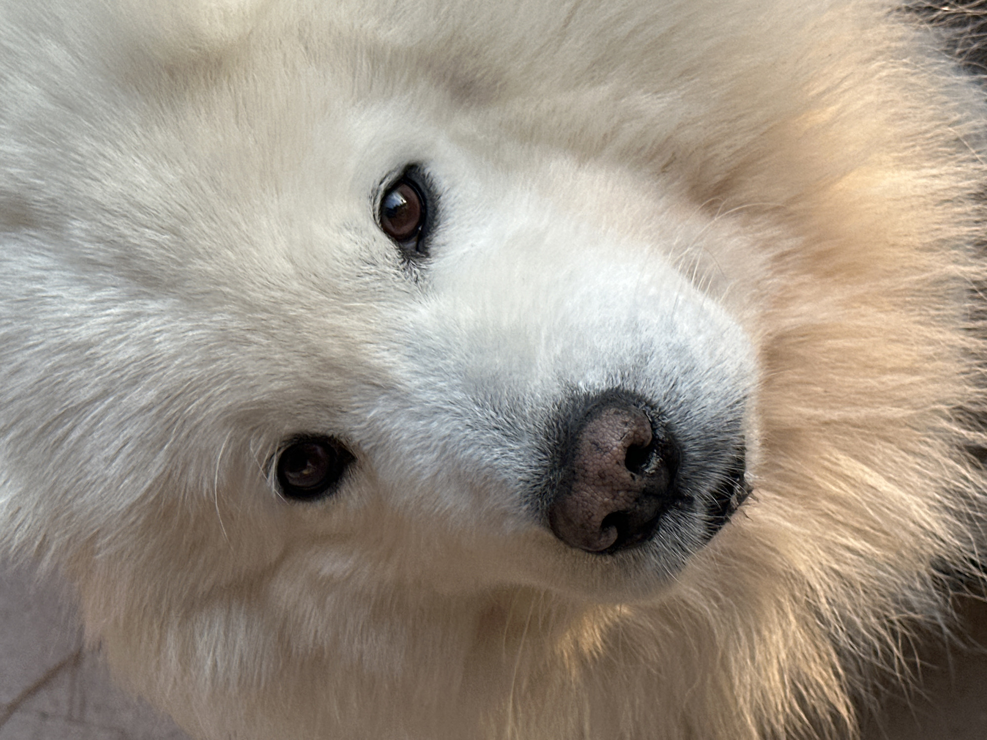 Close-up of a white dog's face with brown eyes and a black nose. The dog is angled, looking up towards the viewer. The fur is dense and fluffy. The background is blurred. The location cannot be determined from the image, and there's no indication the picture was taken in Šušanj, Montenegro. There are no other subjects or objects in the image. The action is a dog looking up.