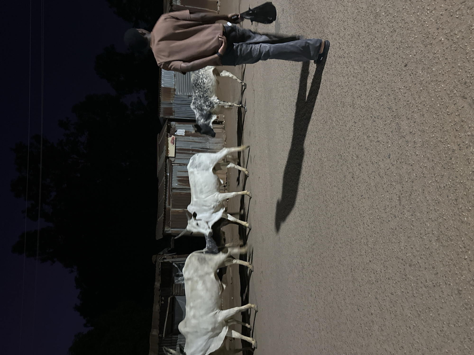 A man in a brown jacket and gray pants walks down a paved street in Bukuru, Nigeria. He is carrying a black bag. He is followed by four cattle, three white and one speckled. The cattle and man are on the right side of the frame, which is otherwise taken up by the street. Buildings are visible along the left side of the road. Trees and dark sky are visible behind the buildings.