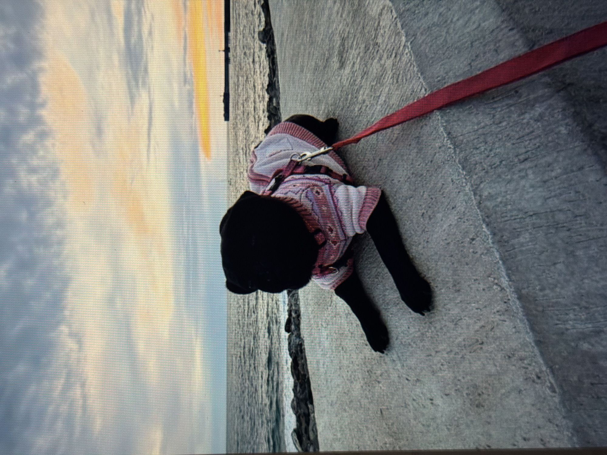 The image shows a black dog wearing a pink and white knitted sweater. The dog is on a leash, which is a vibrant red. It is lying down on a concrete surface. To the left of the dog, there is a body of water with choppy waves. Beyond the water, the sky is filled with clouds that are illuminated by the warm, orange and yellow hues of either sunrise or sunset. The concrete surface appears to be a pathway or pier. The overall scene suggests an outdoor setting, likely near the coast, during twilight. There are no people visible in the image, and no text is present. The dog's relaxed posture suggests a calm and peaceful moment. The location context provided is Sirius, Russia.