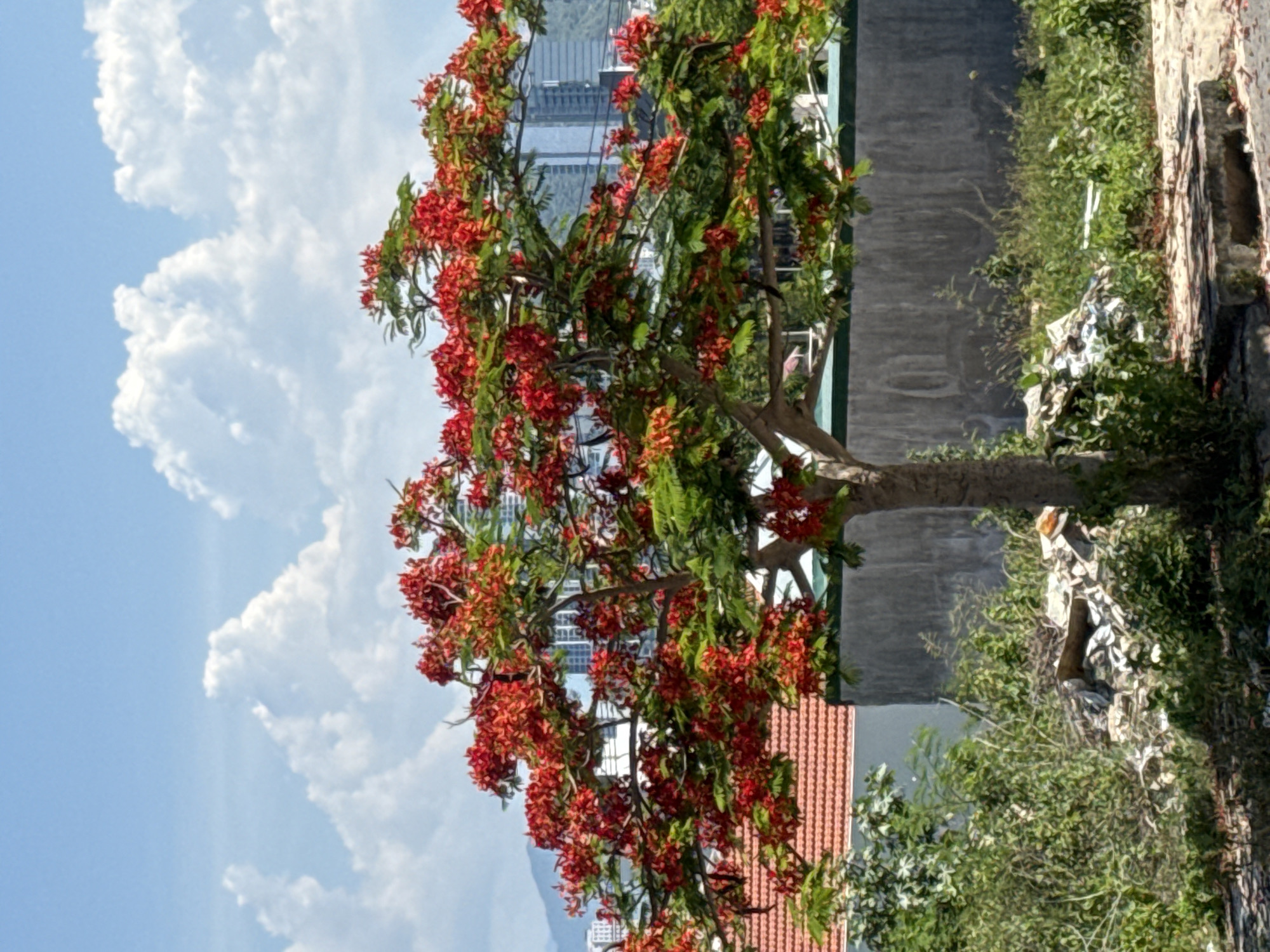 This is a vertical, eye-level, medium shot photograph taken outdoors in the city of Bac Nha Trang Ward, Vietnam. The image features a vibrant, blooming tree with bright red flowers and green leaves in the foreground. The tree is set against a backdrop of a hazy blue sky filled with fluffy white clouds. In the mid-ground, there are buildings, including a structure with a red-tiled roof and a grey concrete wall. Beyond these, a city skyline with modern buildings is visible in the distance, along with faint outlines of mountains. The ground in the foreground is covered with debris, including discarded materials and foliage. The overall impression is that of an urban or semi-urban environment with natural elements.