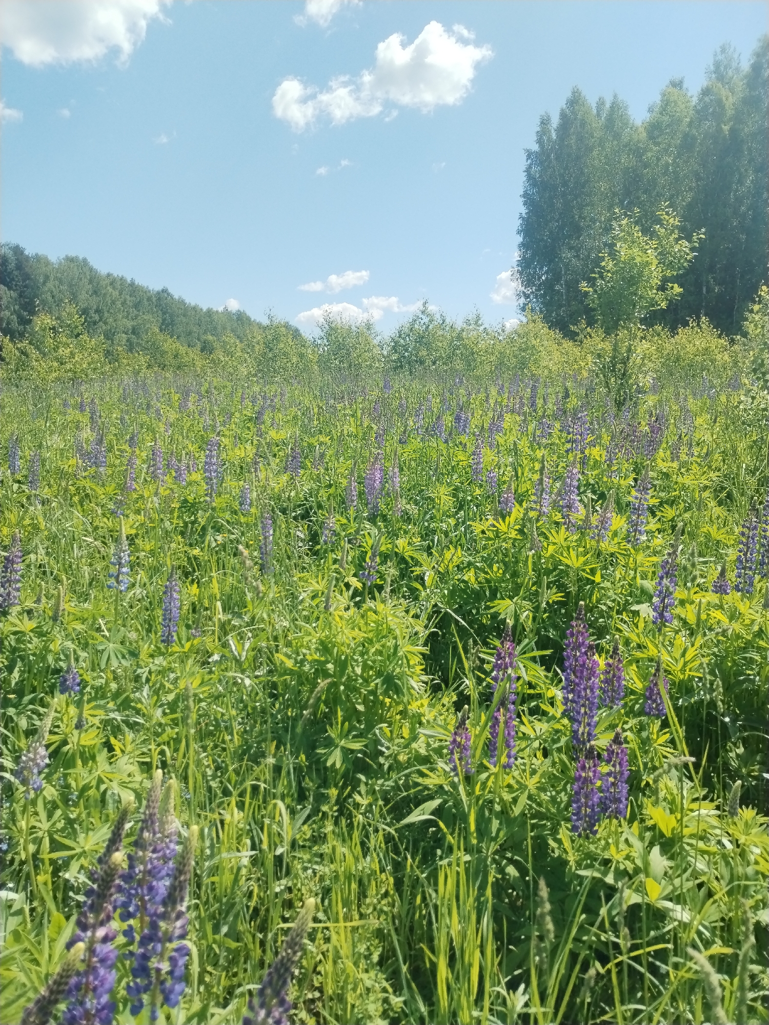 In Nekrasovo, Russia, a close-up, eye-level, outdoor, daytime shot captures a field teeming with vibrant purple lupine flowers and lush green foliage. The flowers stand tall, their spiky blooms a striking contrast against the backdrop of softer greenery. In the distance, a dense forest line meets a bright blue sky dotted with fluffy white clouds. The overall impression is one of natural beauty and tranquility, with the focus on the abundant wildflowers in the foreground.