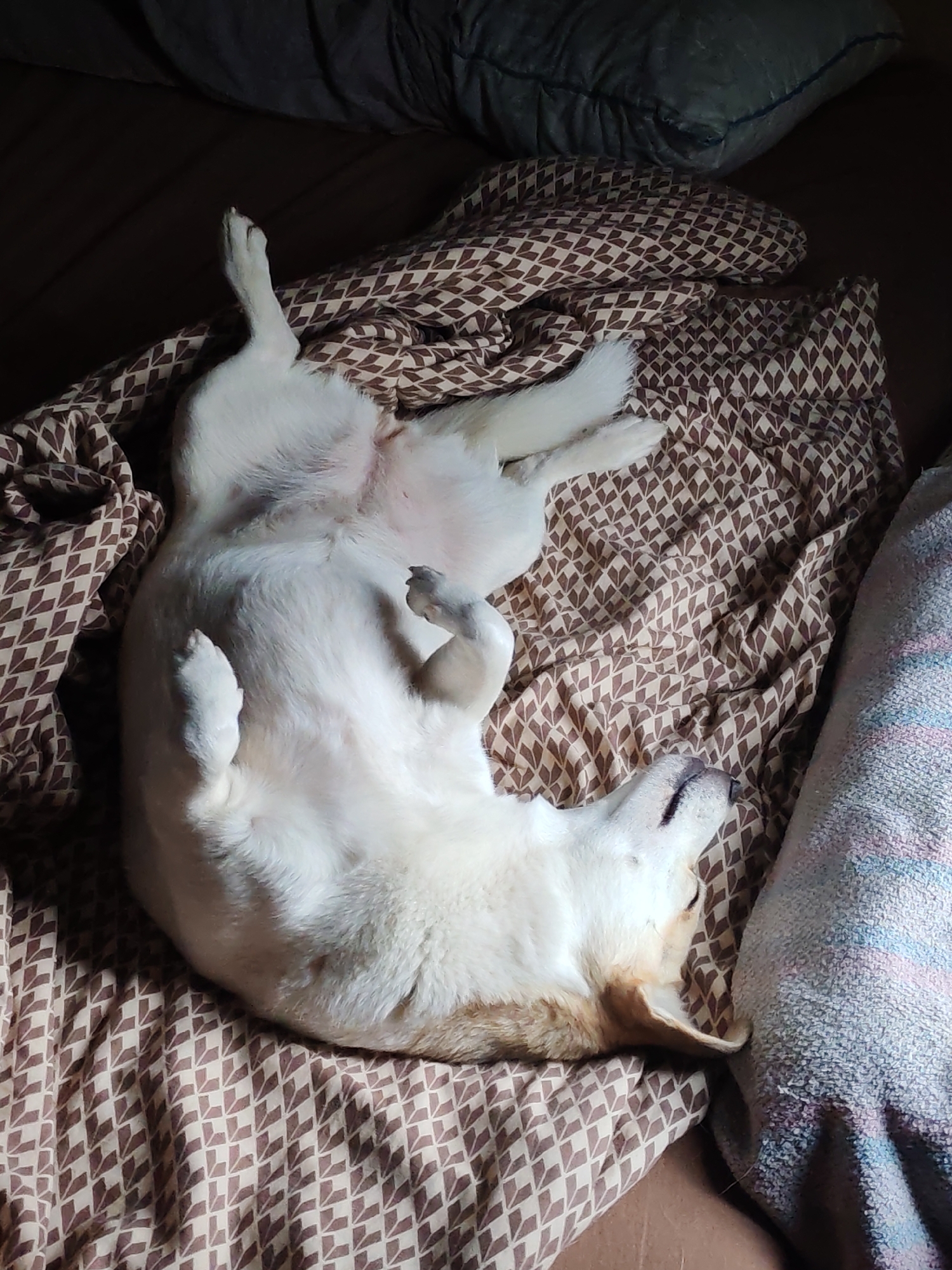 A tan and white corgi-like dog is lying on its back on a bed with brown and beige patterned bedding. The dog's belly is exposed, and its paws are curled up in the air. A pillow is visible on the right side of the frame. The location is Unknown, Unknown.
