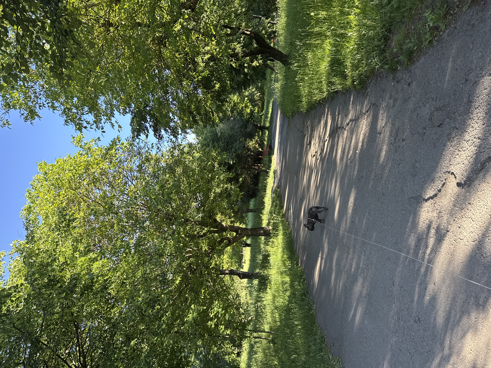 A sunny outdoor scene depicts a paved path flanked by green grassy areas and trees, likely in a park. A dark-colored dog on a leash is walking along the path. The sky is visible through the foliage. The location is Ternopil, Ukraine.