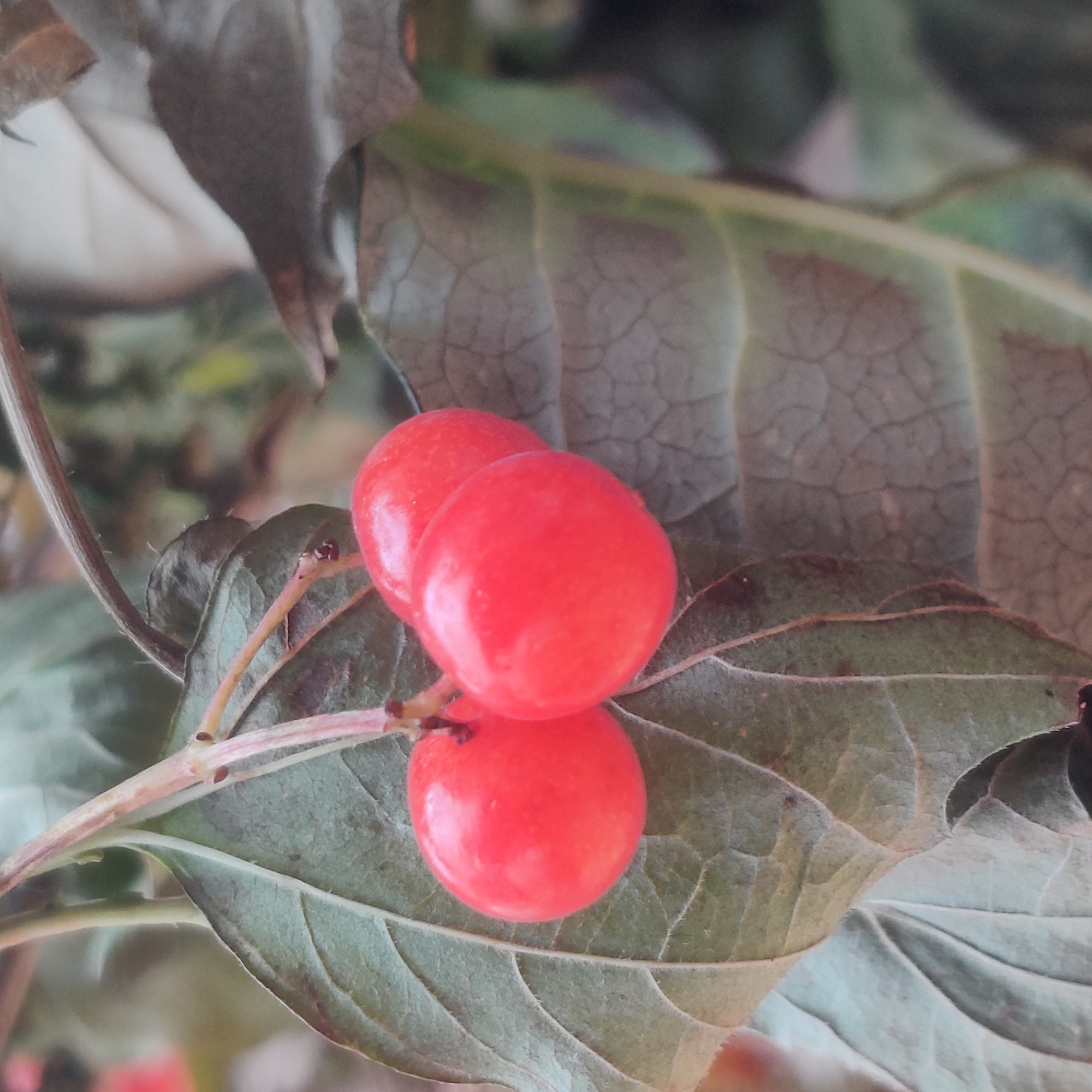 Three bright red berries hang from a thin stem, clustered together. They are attached to a branch that extends upwards and to the left. The berries are smooth and round, with a slight sheen. They are nestled amongst large, textured green leaves. Some of the leaves are a lighter, almost silvery green, while others are a deeper, muted green with visible veins and a slightly rough texture. The background is a blur of greens and browns, suggesting a natural outdoor environment. This image does not depict any identifiable urban landscape elements that would allow for localization to Bazhukovo, Russia.