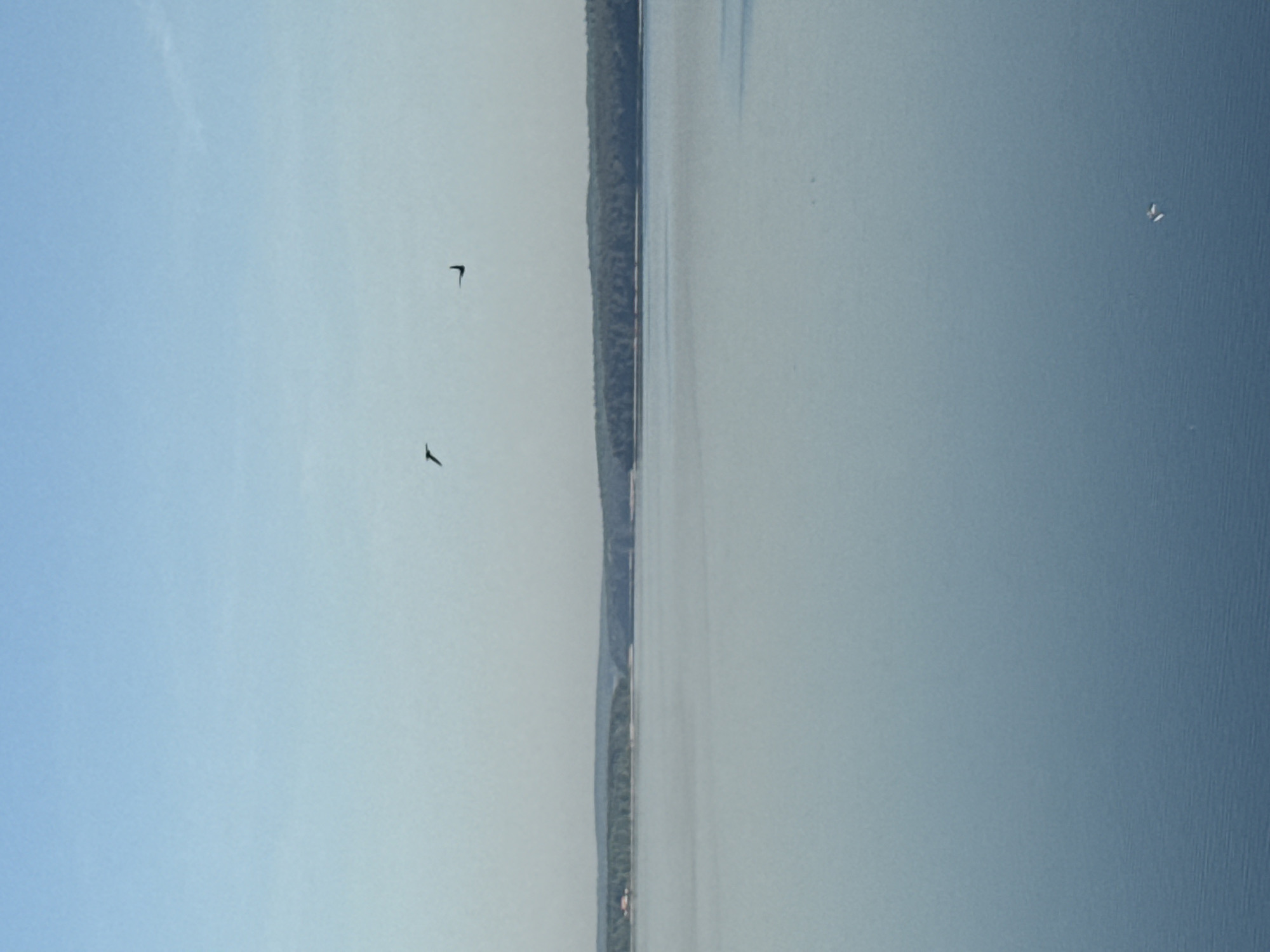 The image depicts a landscape in Votkinsk, Russia. It shows a body of water, likely the Votkinsk Reservoir, occupying the right half of the frame. A strip of land with a dense green forest runs vertically along the middle, separating the water from the sky on the left. In the sky, two dark birds are visible in flight, as well as a small white one.